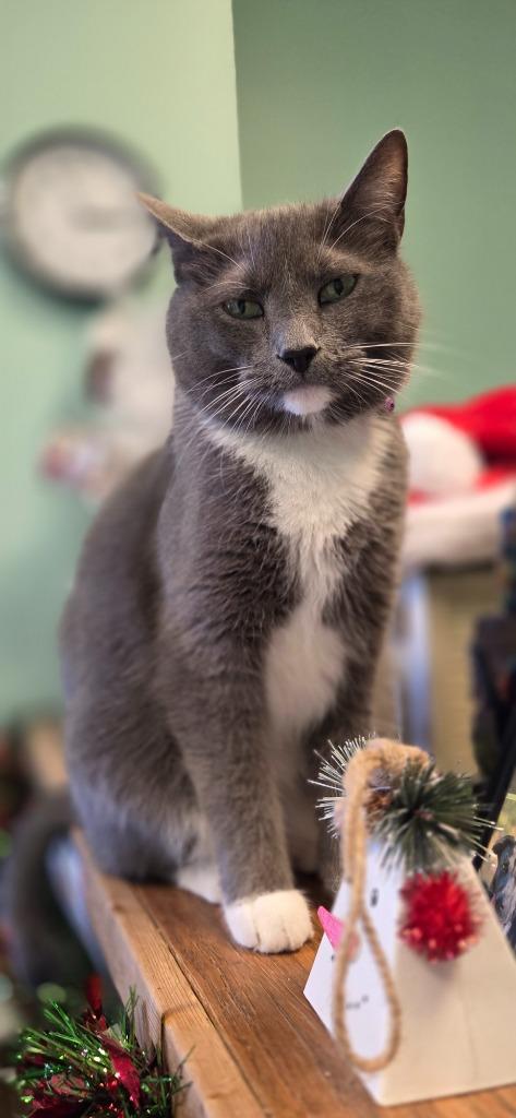 Enlarge Diva, a Adoptable mixed breed in Fort Mill, SC image 5/6