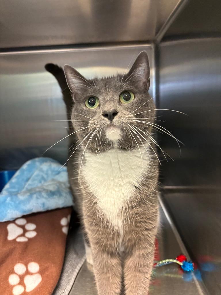 Enlarge Diva, a Adoptable mixed breed in Fort Mill, SC image 6/6