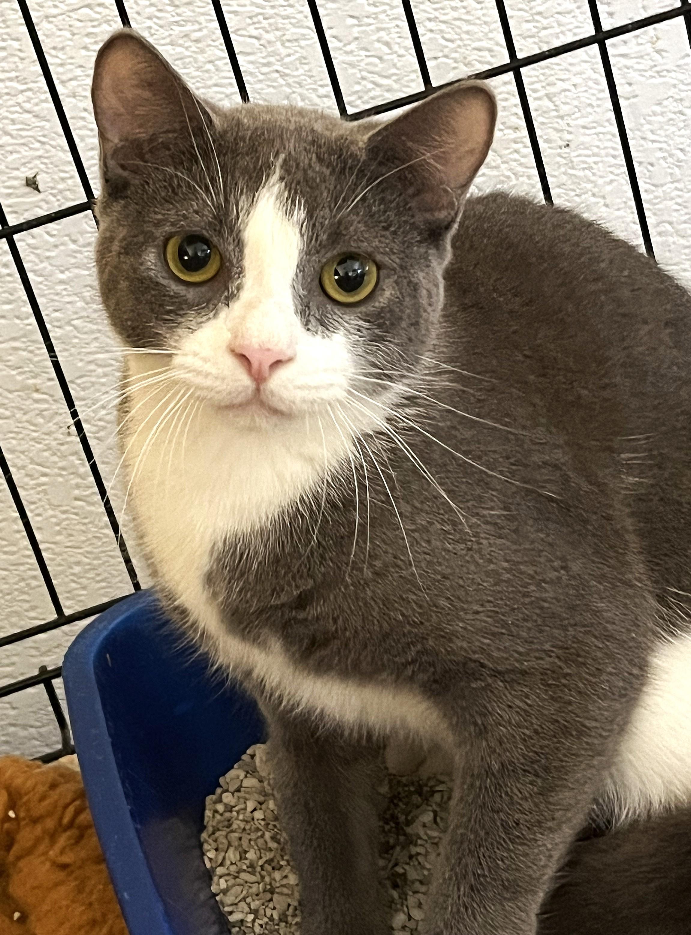Enlarge Shade 3075, a ADOPTABLE Domestic Short Hair in Boca Raton, FL image 1/1