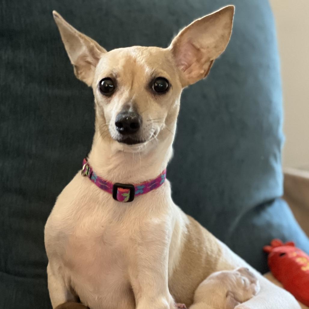 Delilah, Adoptable, Adult Female Chihuahua.