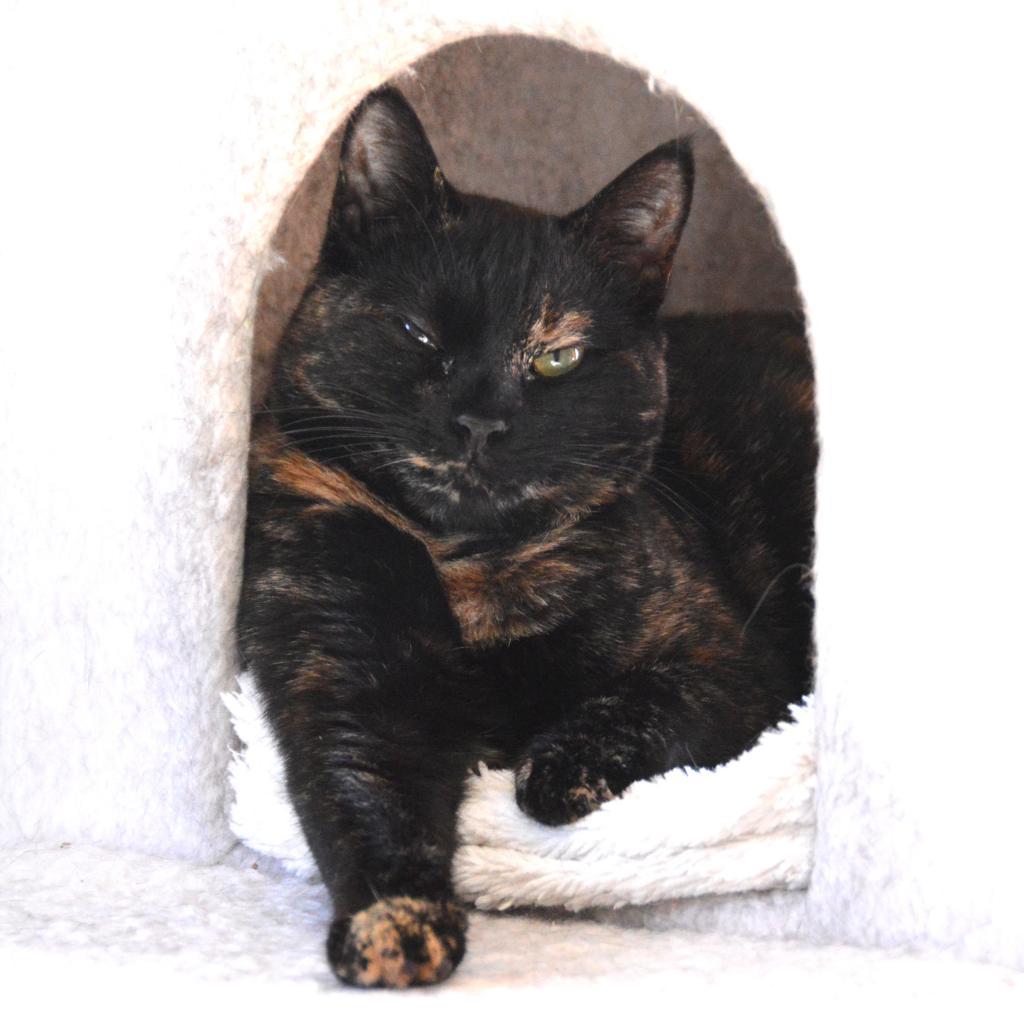 Enlarge Autumn, a Adoptable Domestic Short Hair in Middletown, NY image 1/6