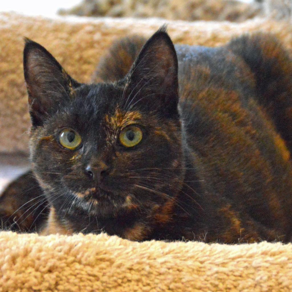 Enlarge Autumn, a Adoptable Domestic Short Hair in Middletown, NY image 2/6