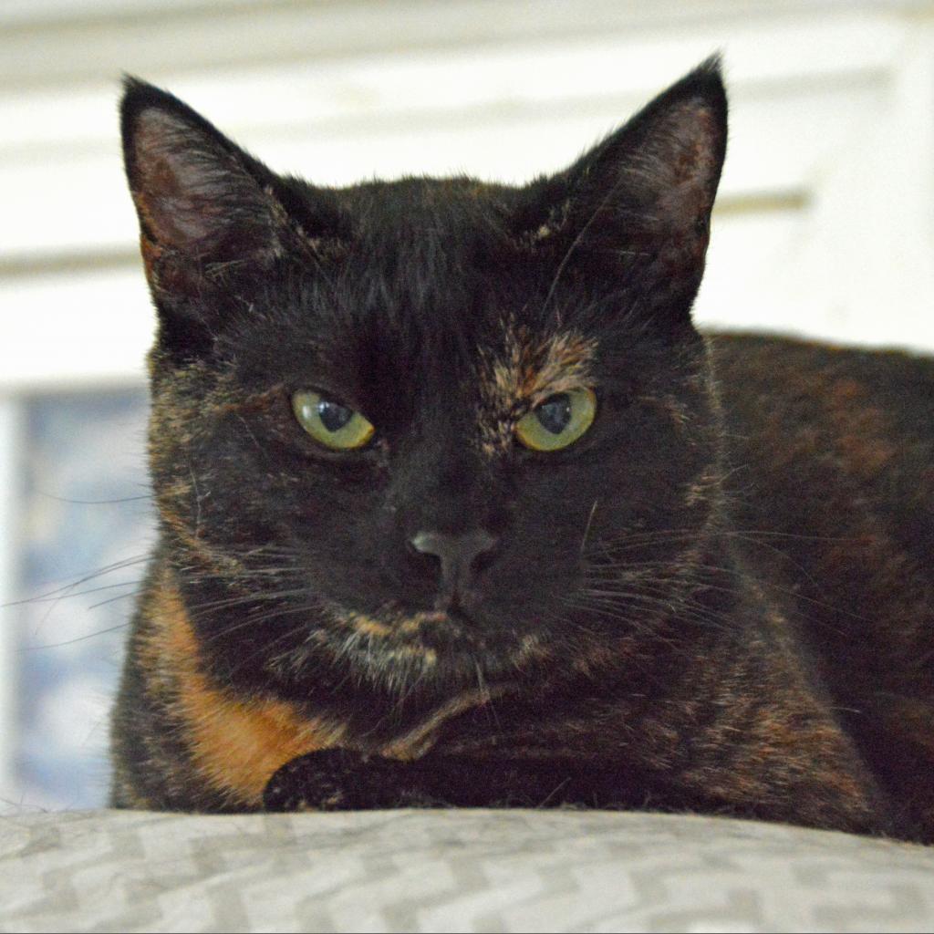Enlarge Autumn, a Adoptable Domestic Short Hair in Middletown, NY image 3/6