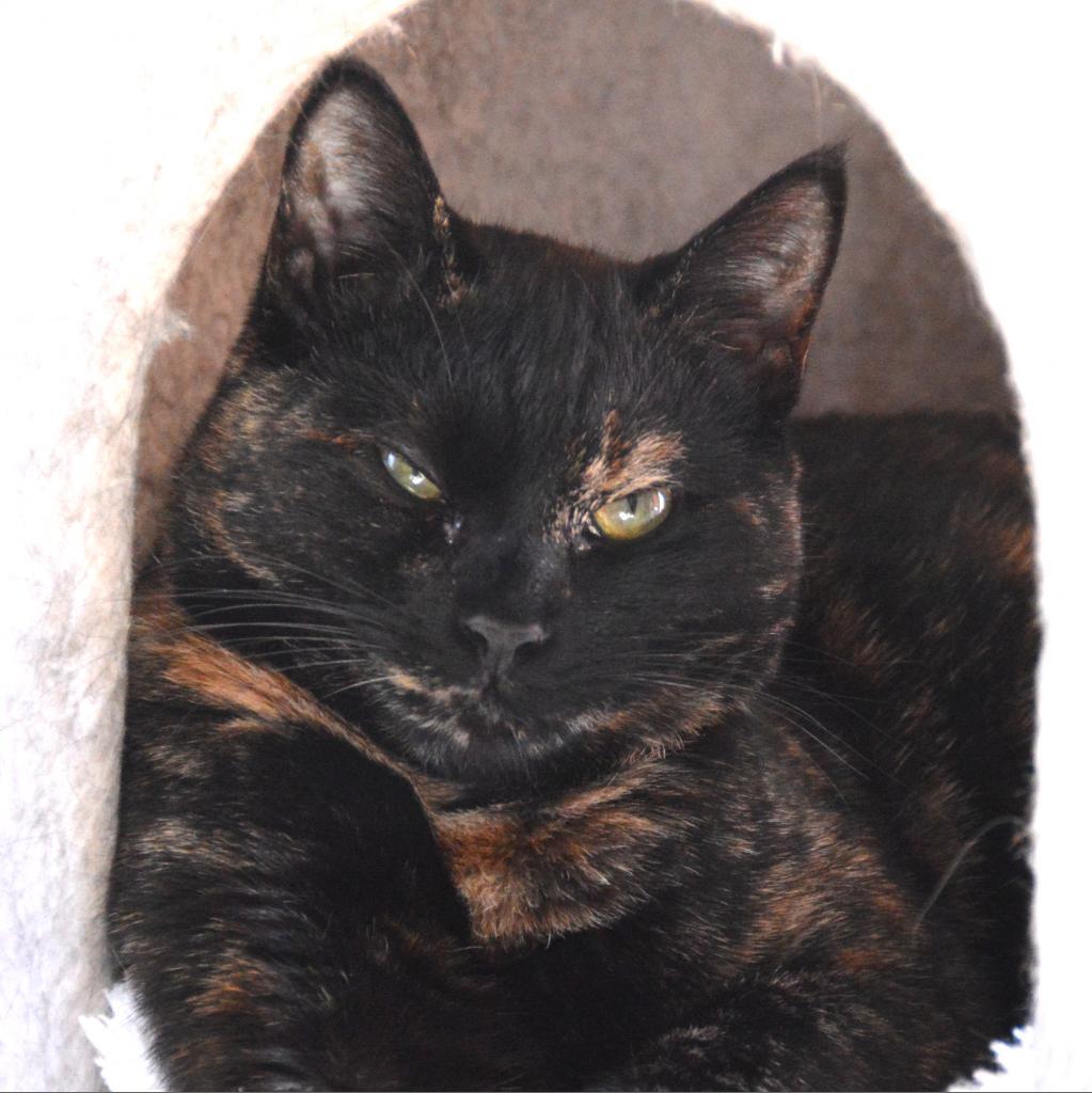 Enlarge Autumn, a Adoptable Domestic Short Hair in Middletown, NY image 4/6