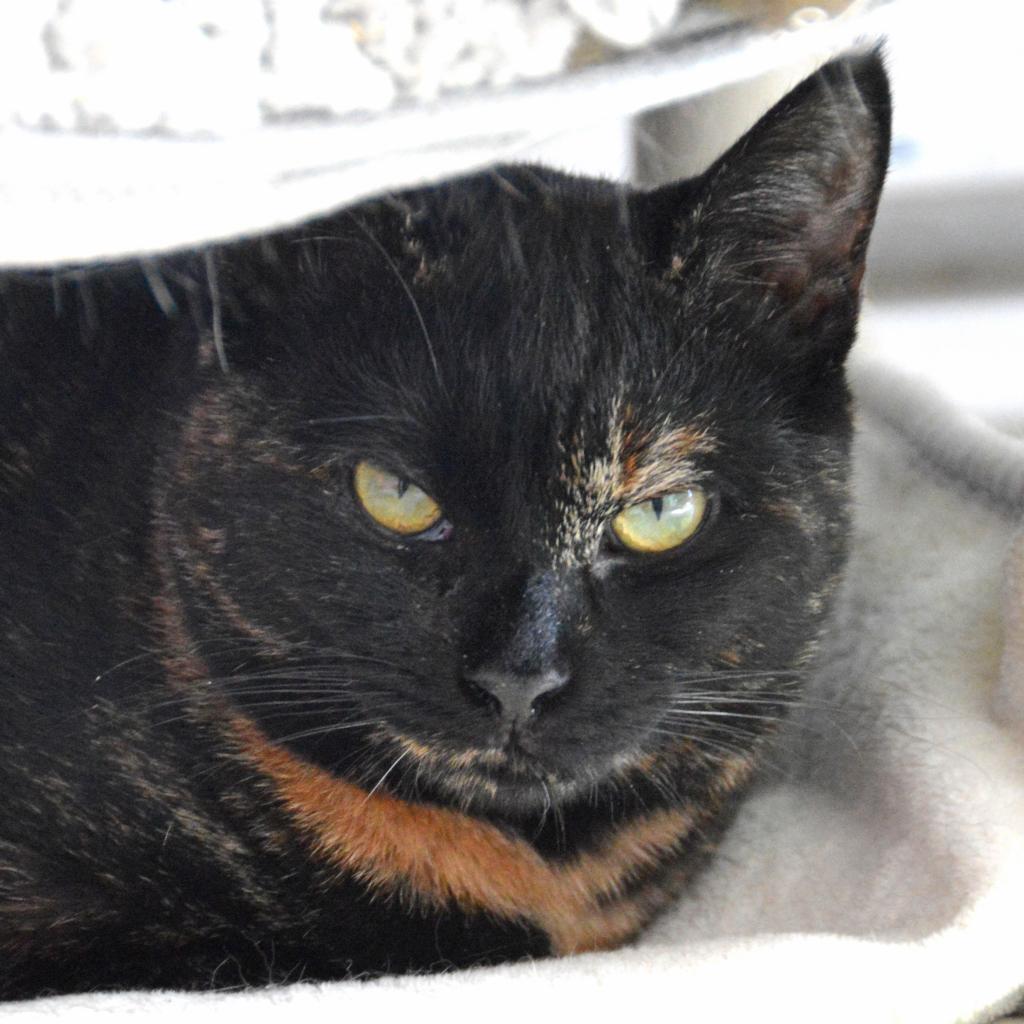Enlarge Autumn, a Adoptable Domestic Short Hair in Middletown, NY image 5/6