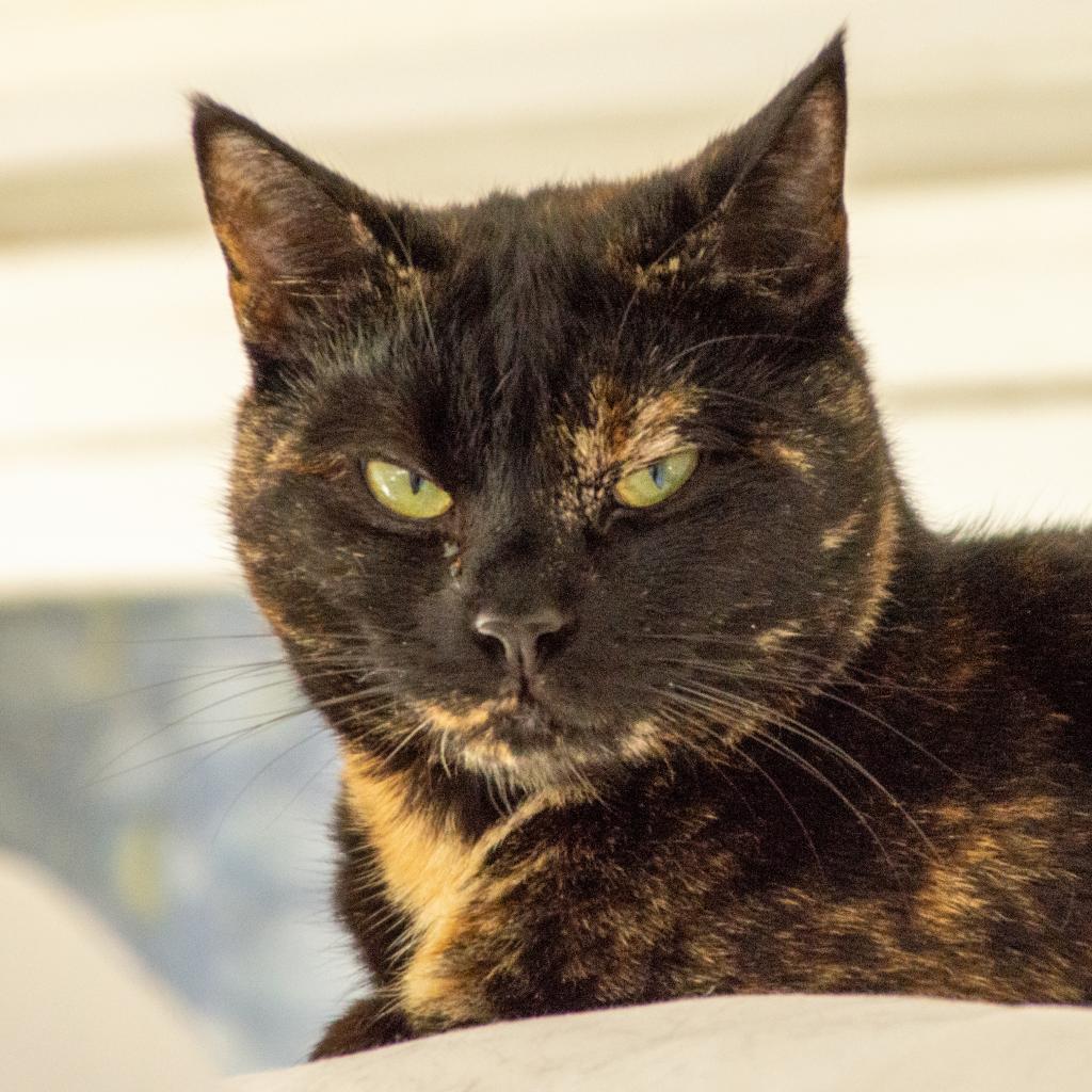 Enlarge Autumn, a Adoptable Domestic Short Hair in Middletown, NY image 6/6