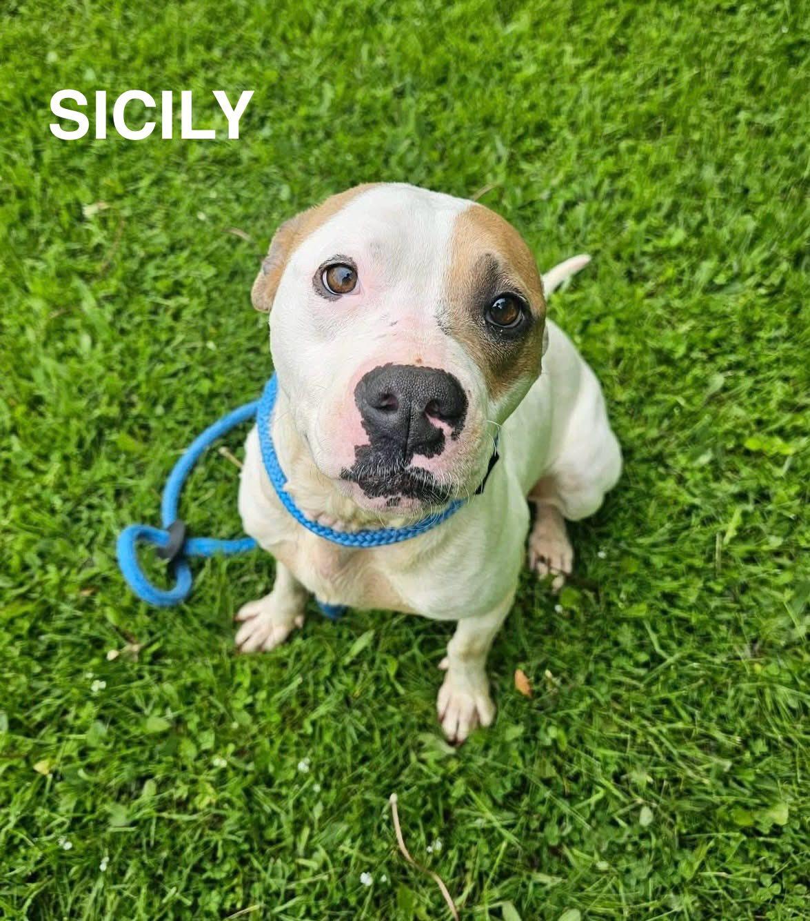 Sicily, ADOPTABLE, Adult Female Mixed Breed.