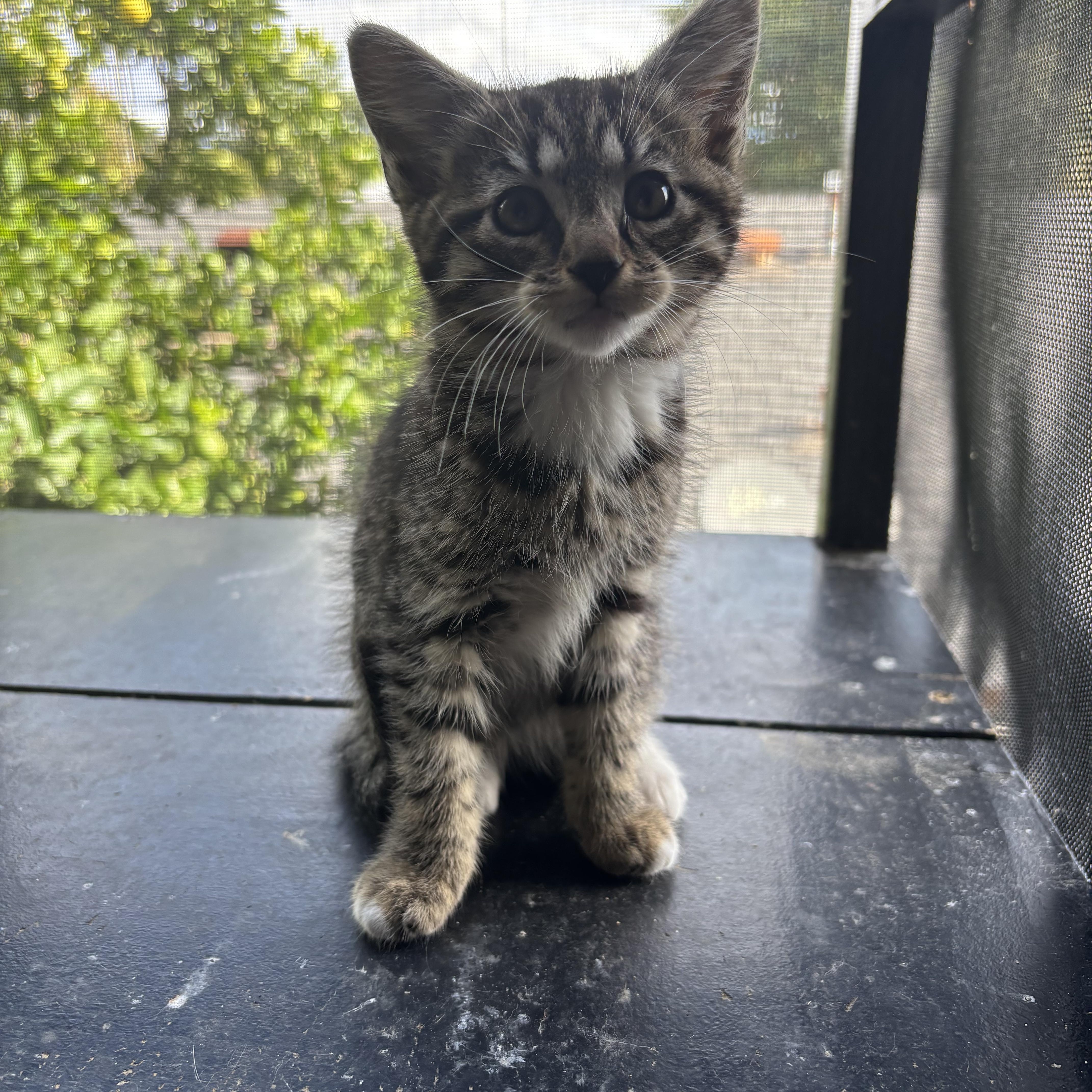 Aero, Adoptable, Kitten Male Tabby.