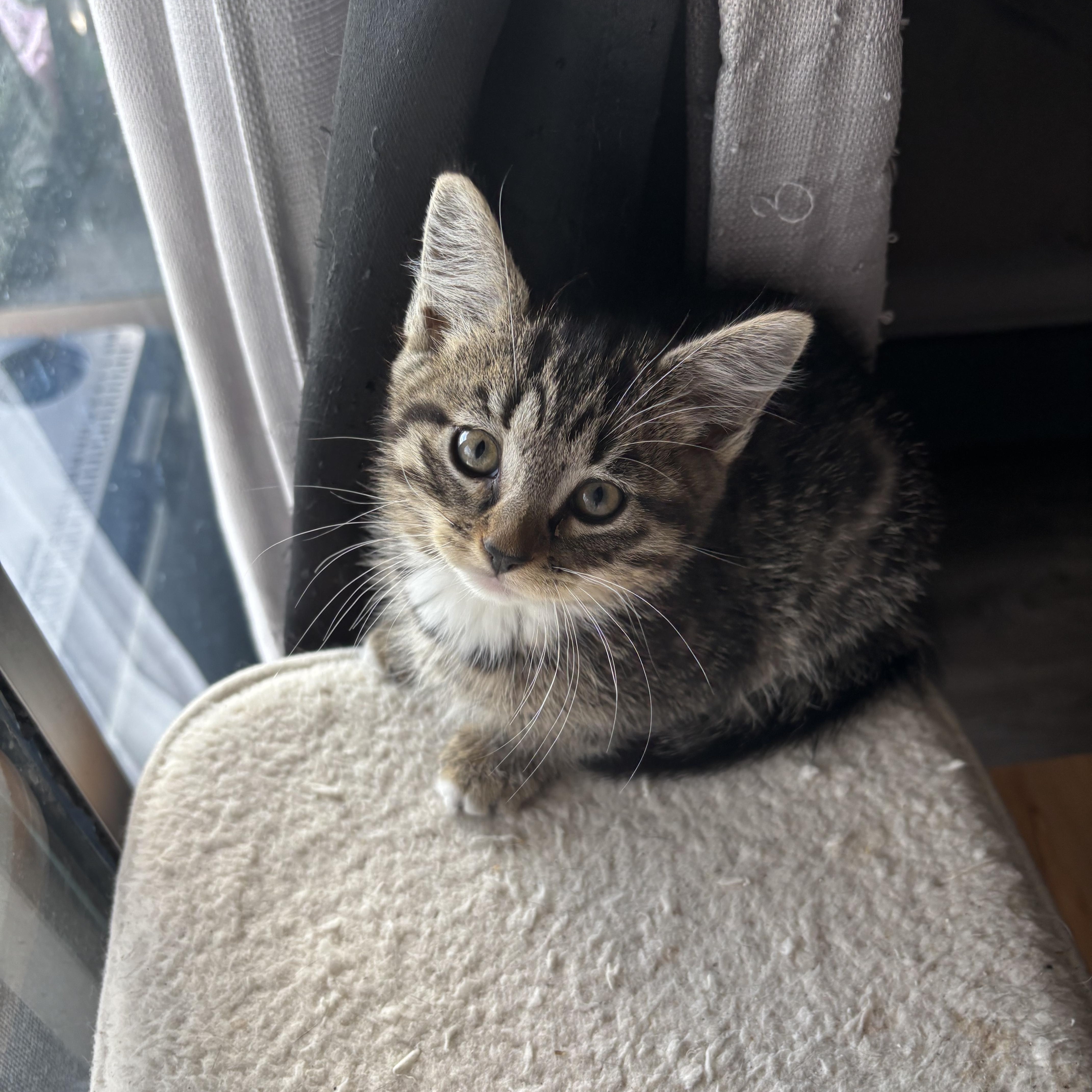 Enlarge Aero, an adopted Tabby in Costa Mesa, CA image 3/4