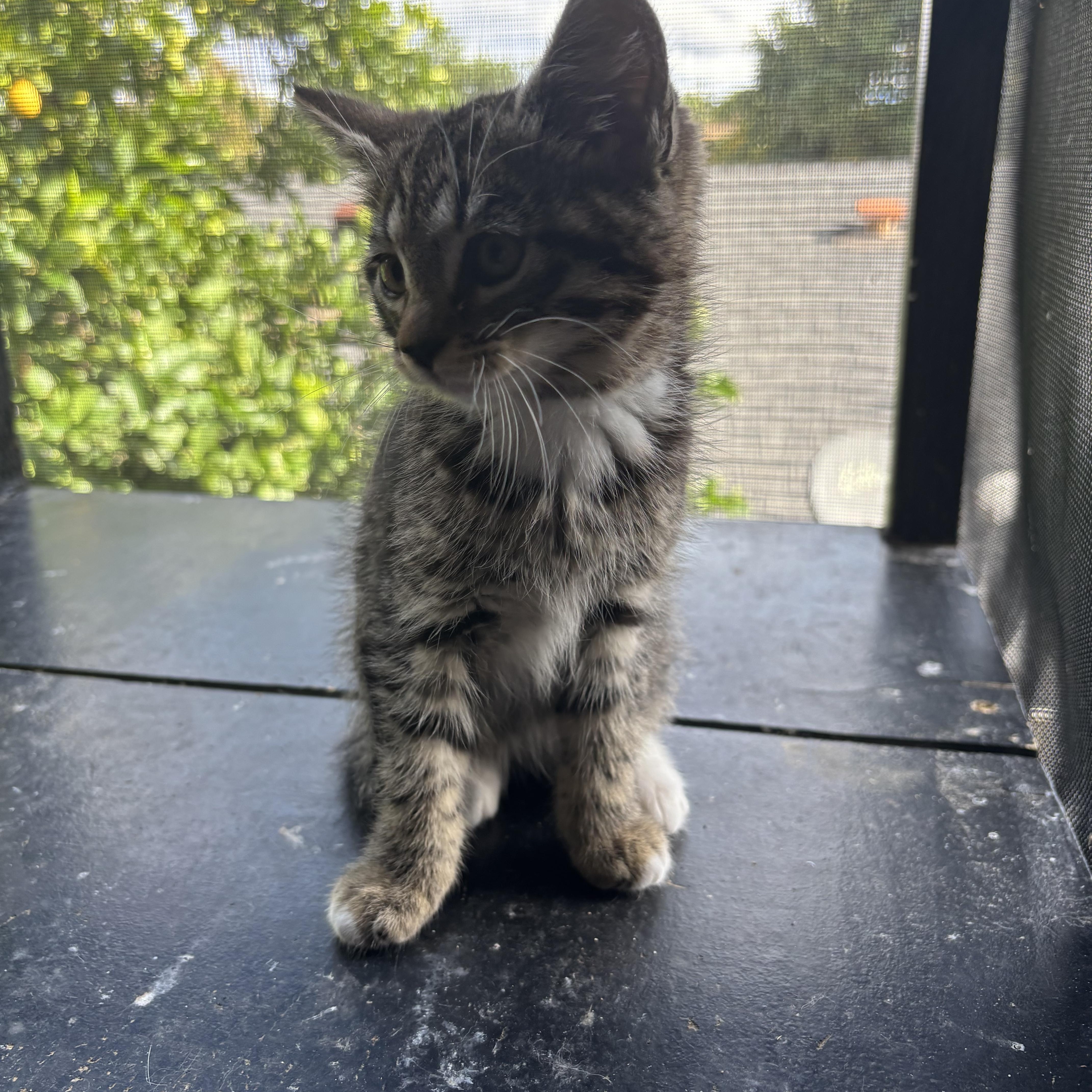 Enlarge Aero, an adopted Tabby in Costa Mesa, CA image 4/4