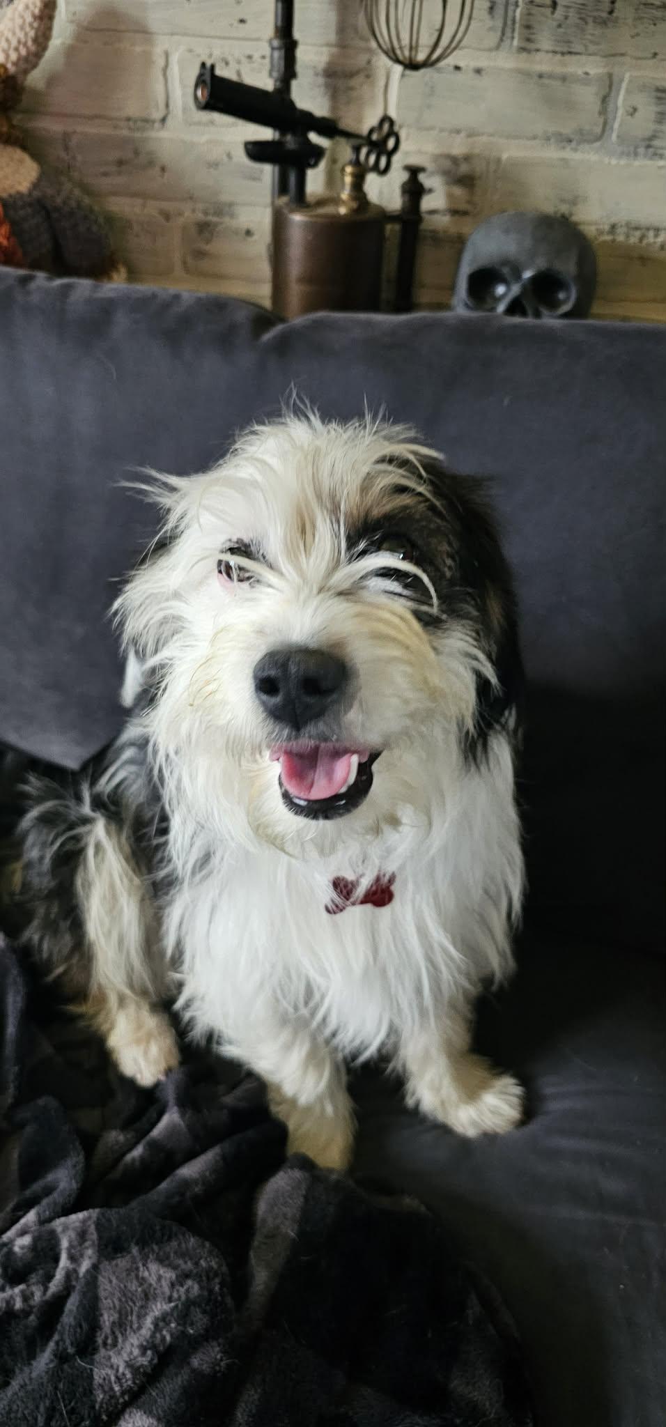 Tyson, a ADOPTABLE mixed breed in Union Grove, WI image 4/4