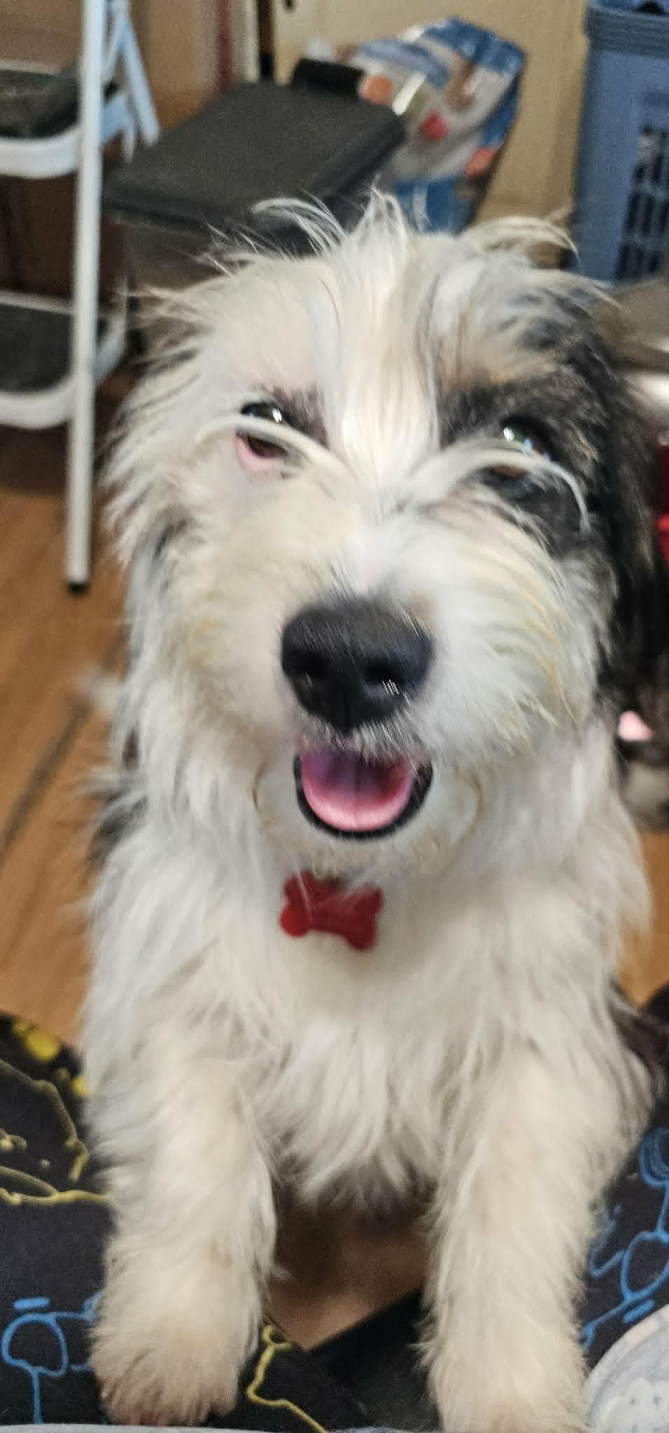 Tyson, ADOPTABLE, Young Male Terrier.