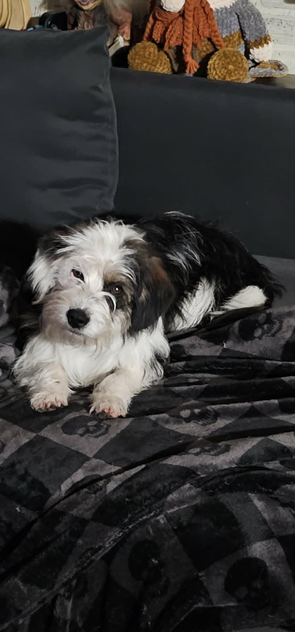 Tyson, a ADOPTABLE mixed breed in Union Grove, WI image 3/4