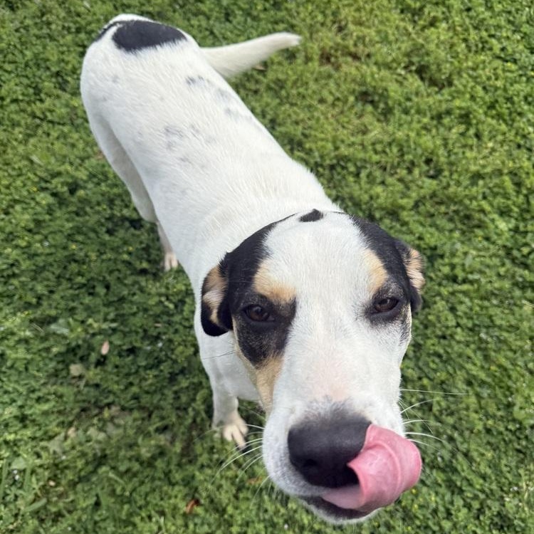 Enlarge Patches, a Adoptable mixed breed in Bloomsburg, PA image 2/6