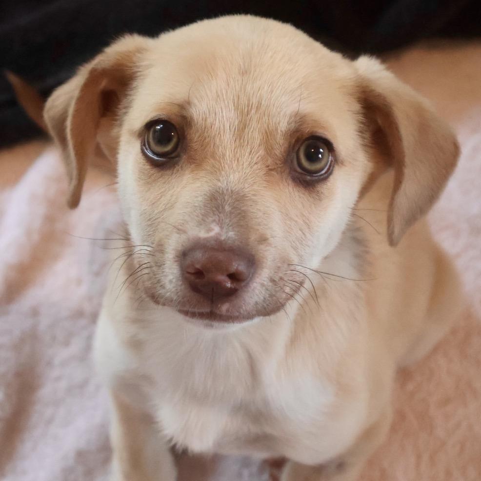 Donald (Dobby), a Adoptable Mixed Breed in Moab, UT image 2/6