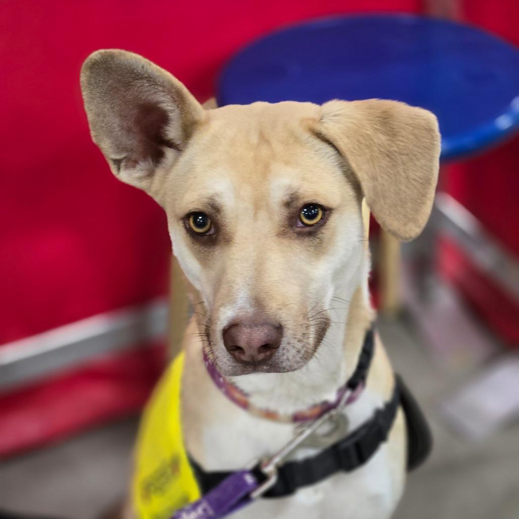 Donald (Dobby), a Adoptable Mixed Breed in Moab, UT image 5/6