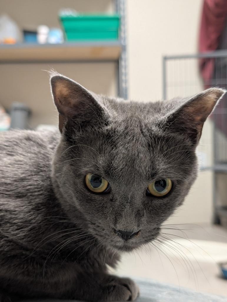 Marshall  (aka Janna 100), Adoptable, Young Male Domestic Short Hair.