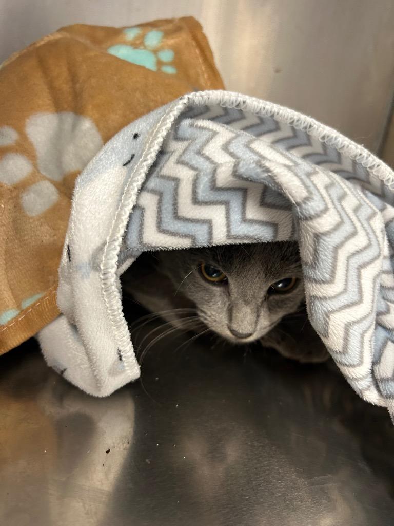 Enlarge Marshall  (aka Janna 100), a Adoptable mixed breed in Cumming, GA image 2/2