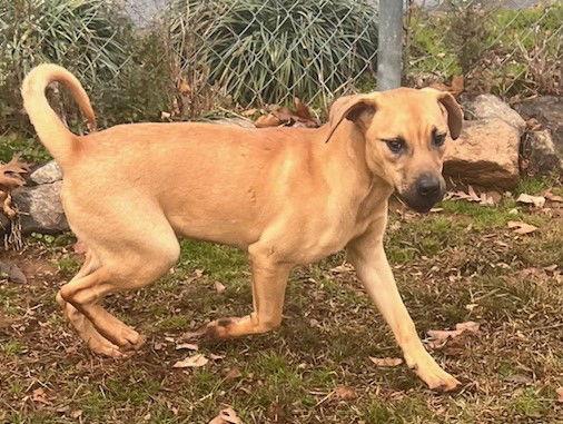 Enlarge Angus, a Adopted Mastiff in Carrollton, GA image 1/3