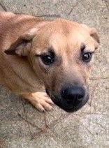 Enlarge Angus, a Adopted Mastiff in Carrollton, GA image 2/3