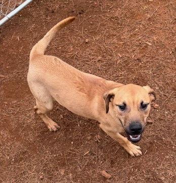 Enlarge Angus, a Adopted Mastiff in Carrollton, GA image 3/3