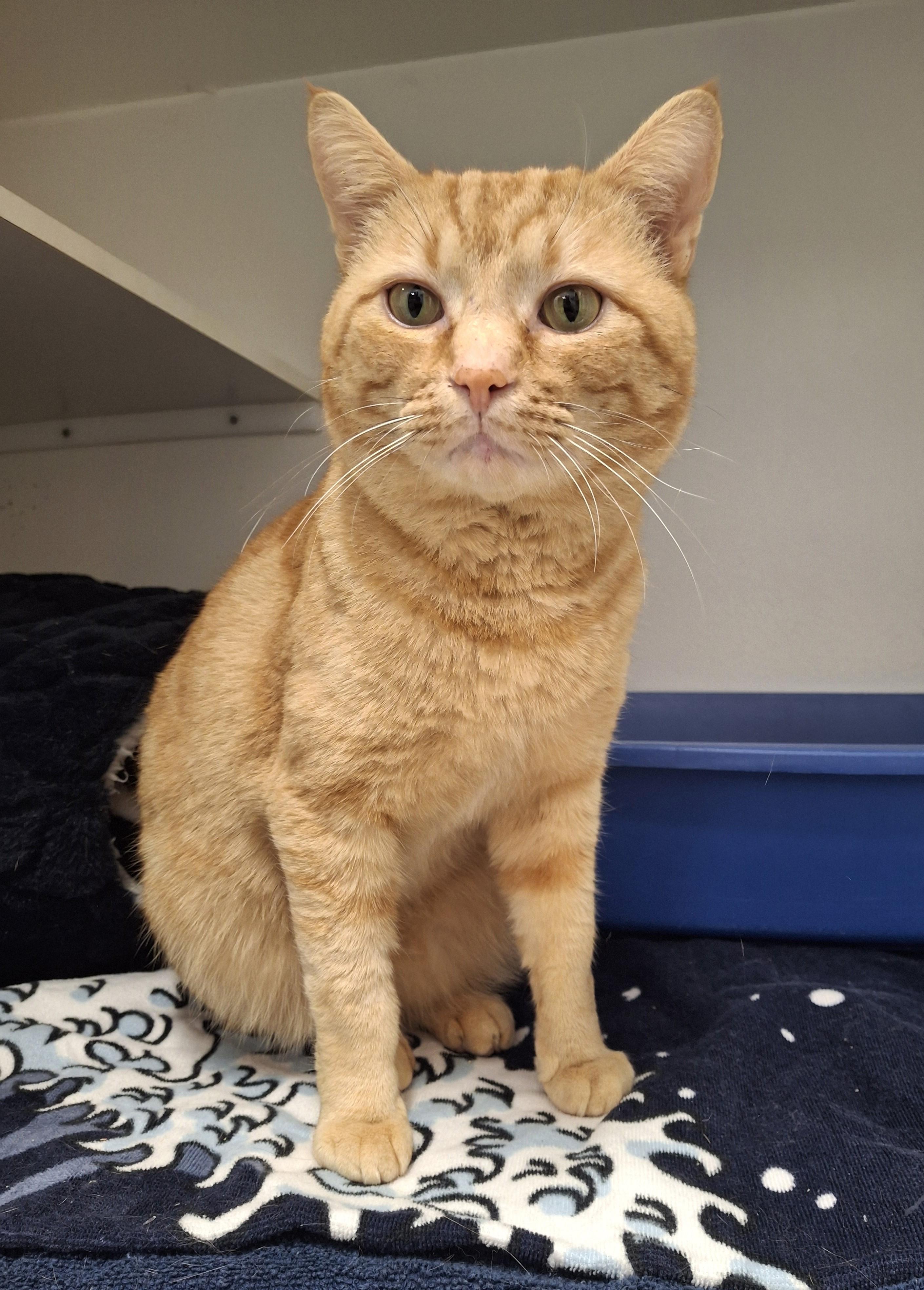 Butternut Squash, adopted, Adult Male Domestic Short Hair.