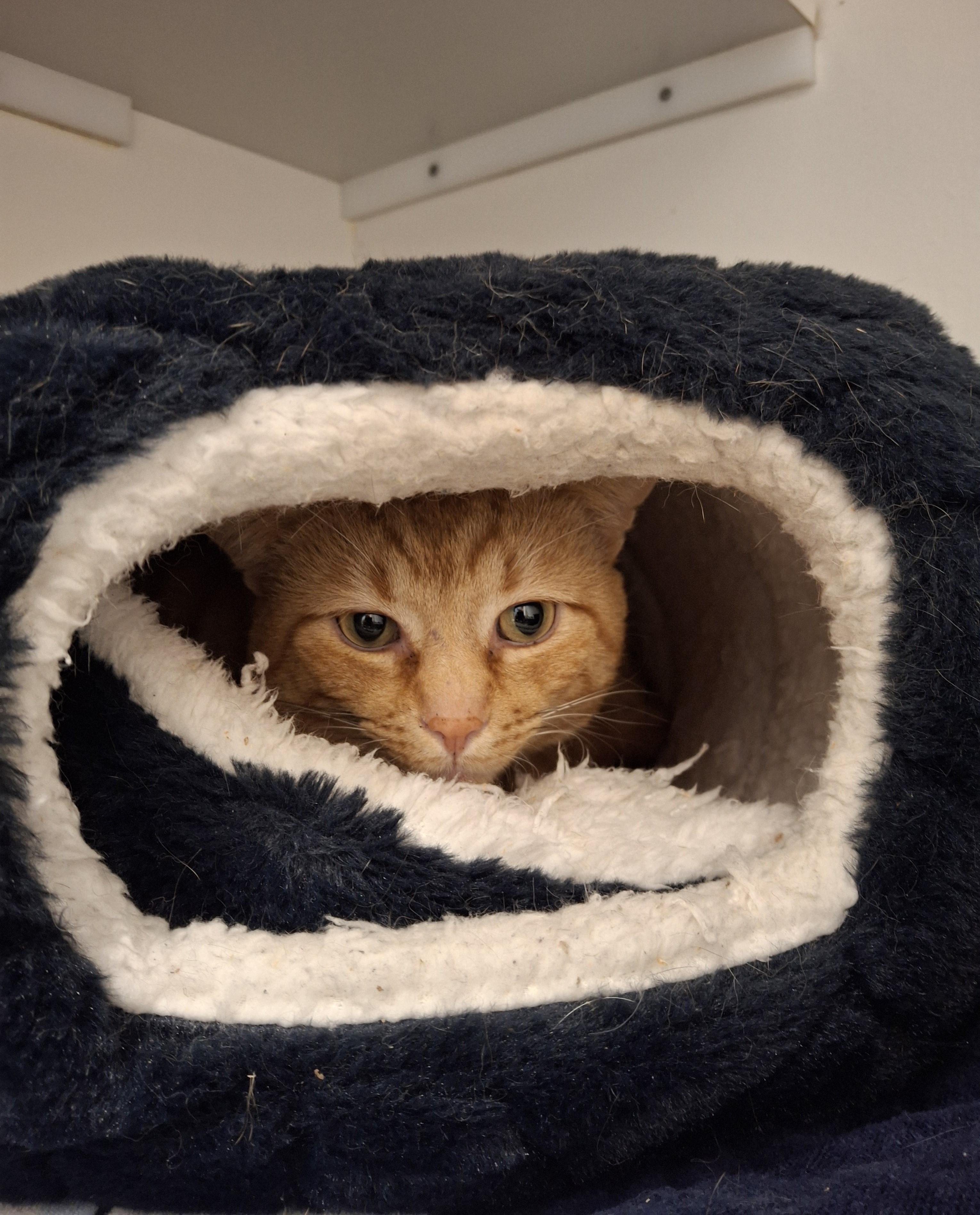 Enlarge Butternut Squash, an adopted Domestic Short Hair in Victoria, BC image 2/2