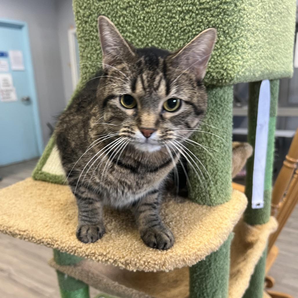 Milk Dud, Adoptable, Adult Female Domestic Short Hair.