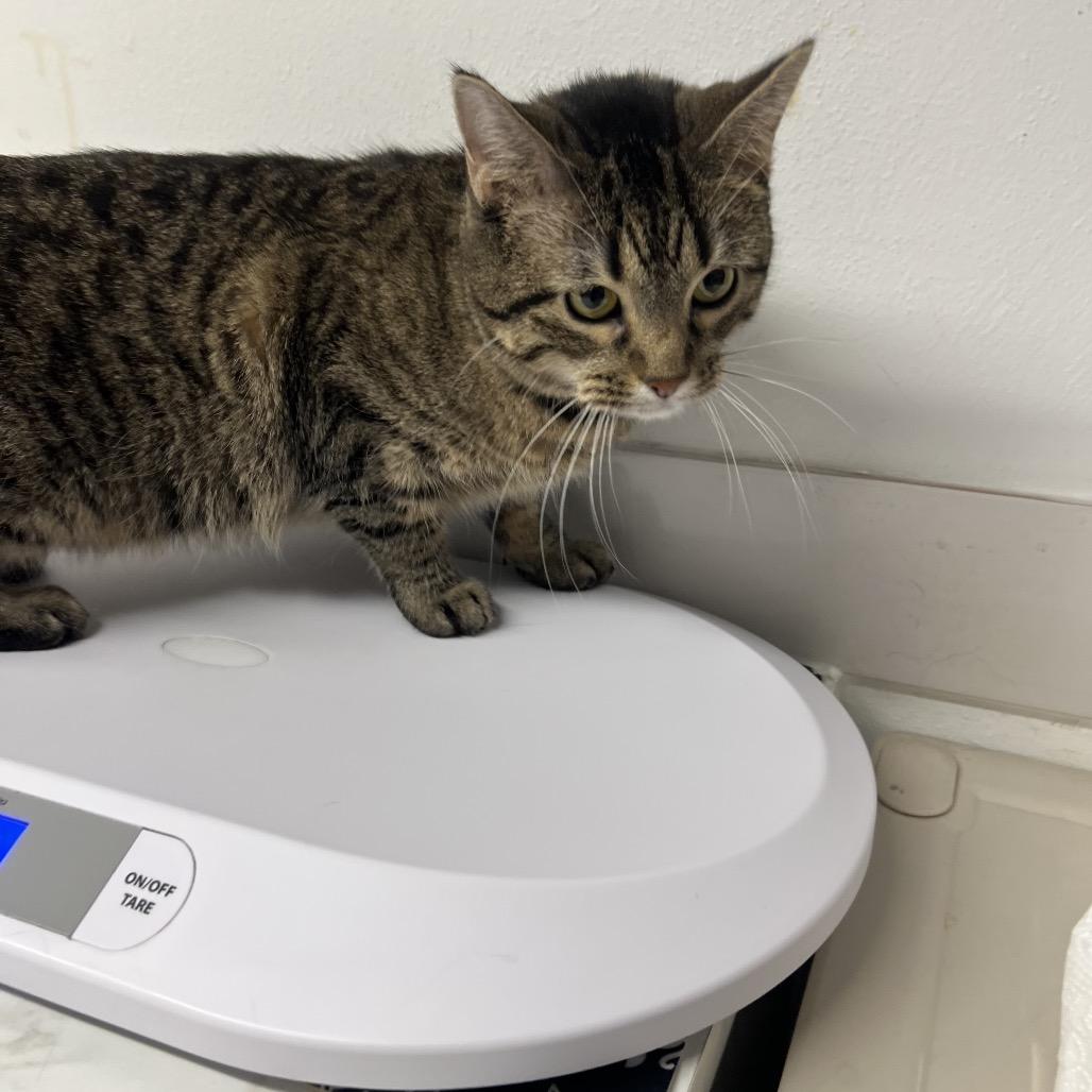 Enlarge Milk Dud, a Adoptable Domestic Short Hair in Edwardsville, IL image 2/2
