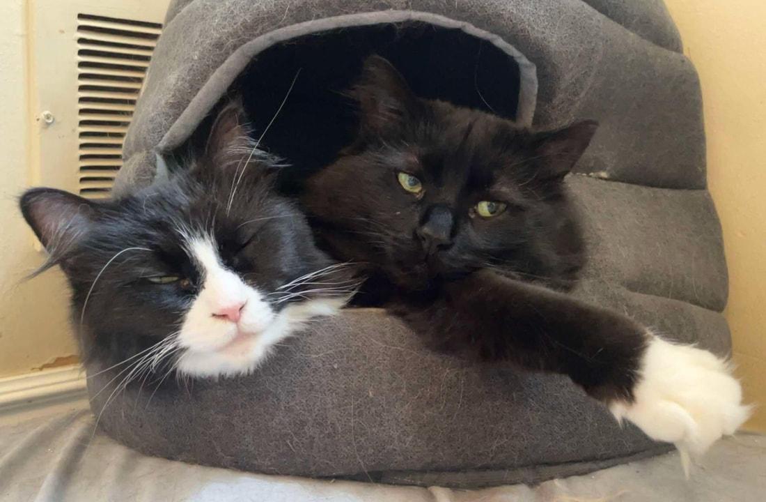 Enlarge Lydia, a Adoptable Domestic Long Hair in Kalamazoo, MI image 2/3