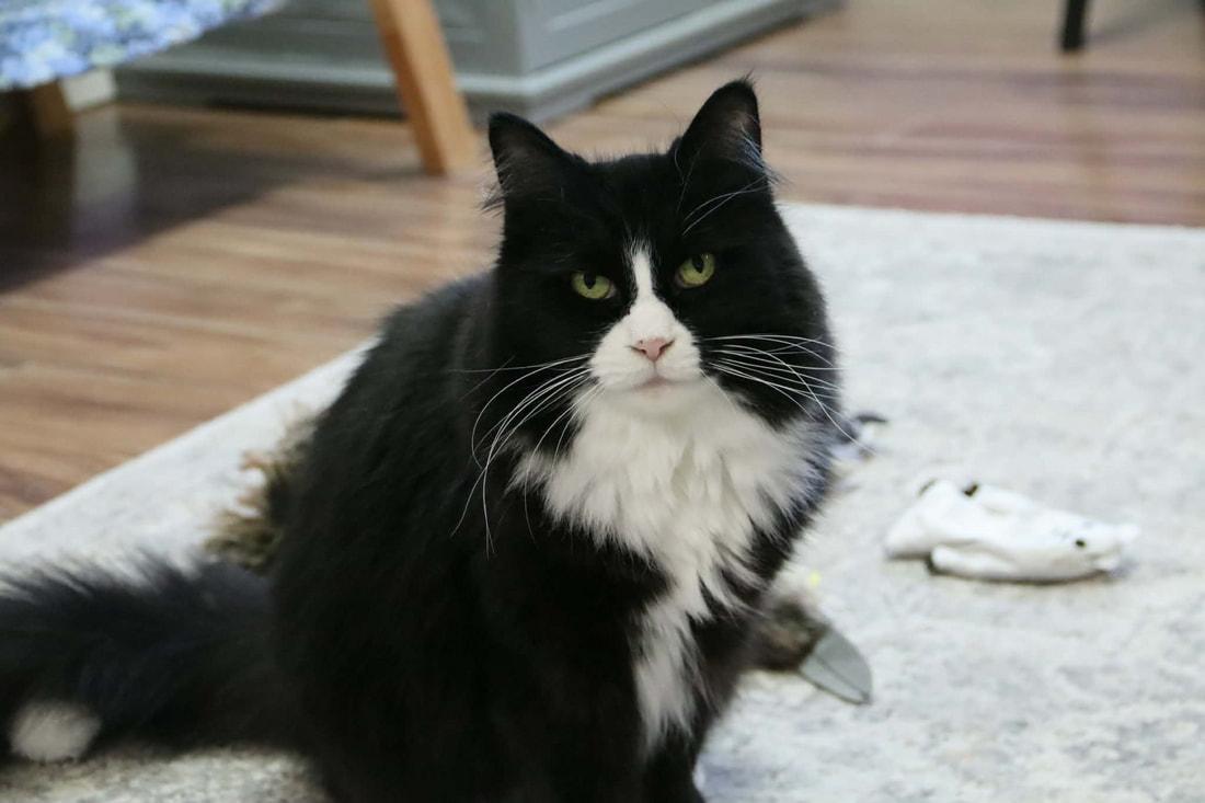 Lydia, a Adoptable Domestic Long Hair in Kalamazoo, MI image 4/4