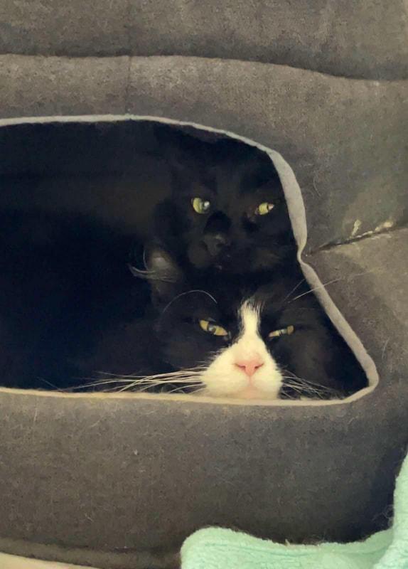 Enlarge Lydia, a Adoptable Domestic Long Hair in Kalamazoo, MI image 3/3