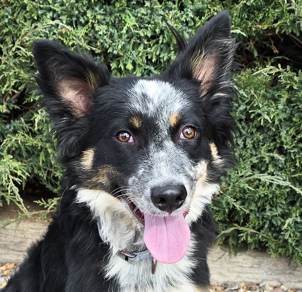 Enlarge Luminous Mr Linksy ~ Devotion at it's BEST !, a ADOPTABLE mixed breed in Albuquerque, NM image 1/2