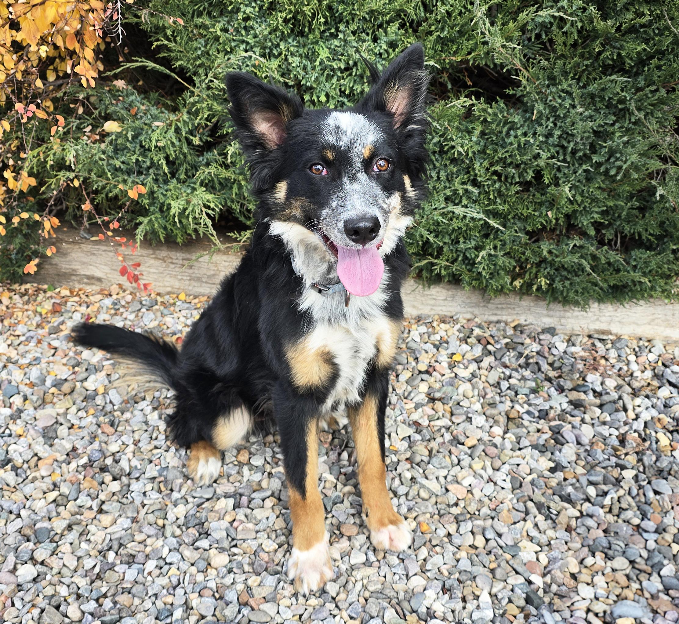 Enlarge Luminous Mr Linksy ~ Devotion at it's BEST !, a ADOPTABLE mixed breed in Albuquerque, NM image 2/2