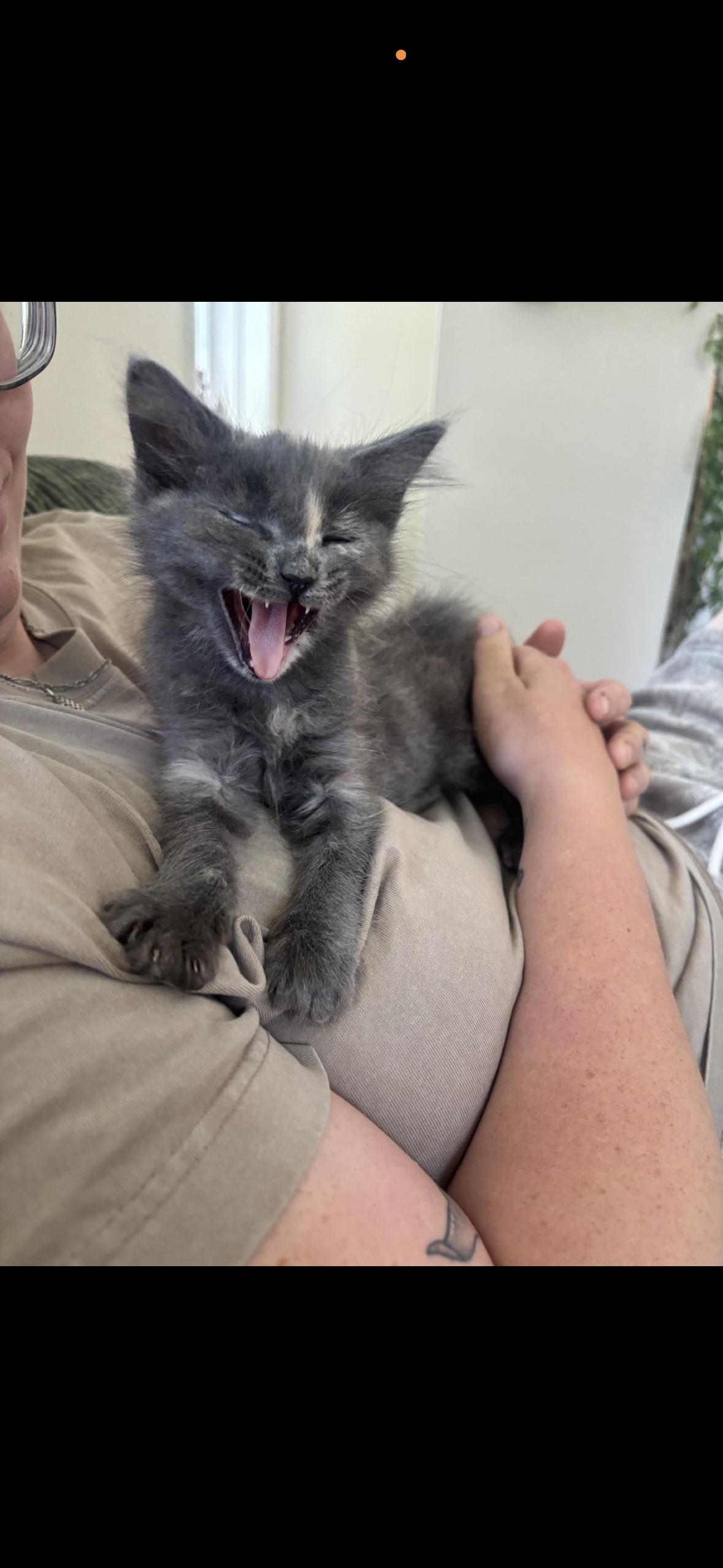 Lavender, a Adoptable Domestic Medium Hair in Cornwall, ON image 1/5