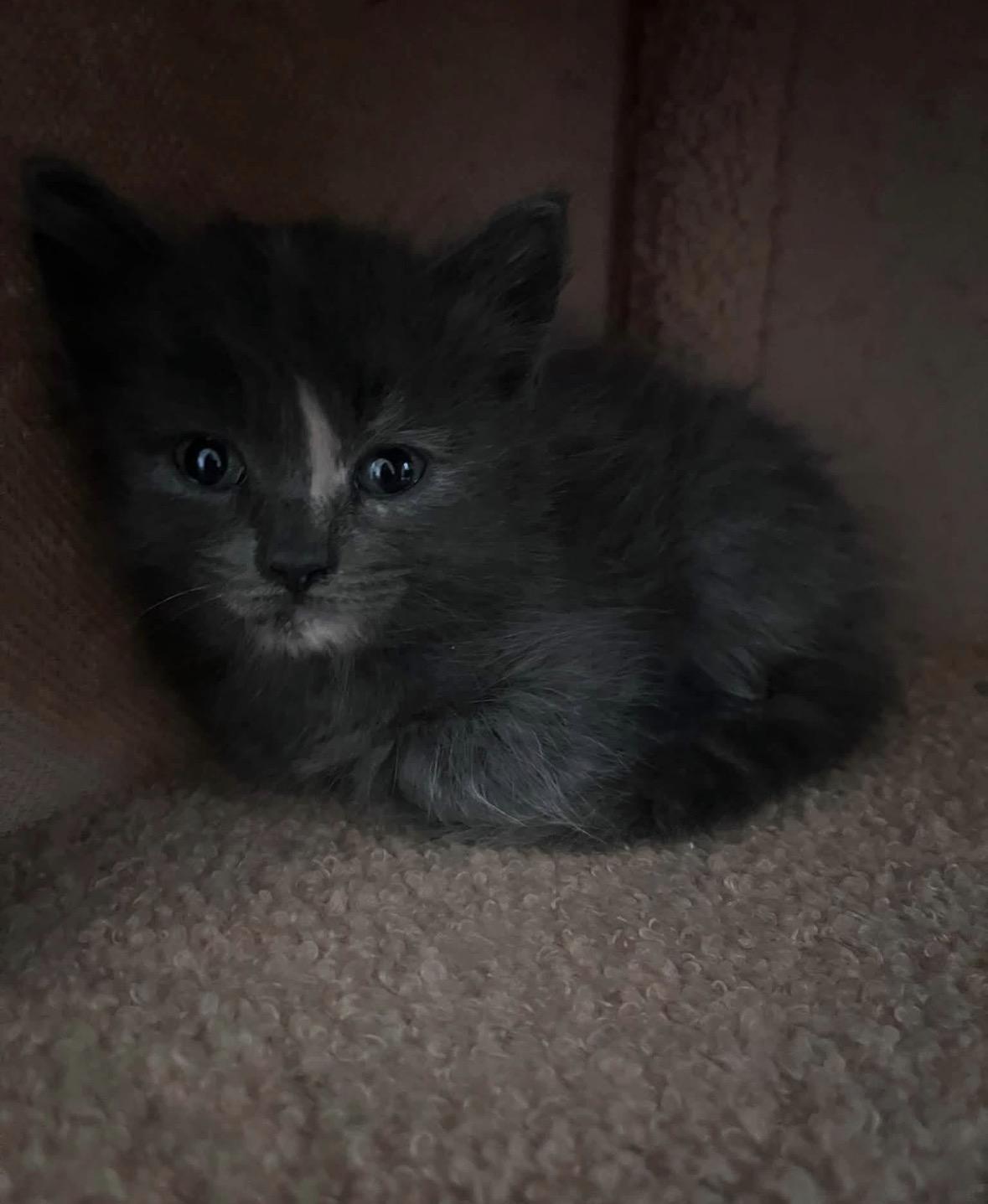 Lavender, a Adoptable Domestic Medium Hair in Cornwall, ON image 4/5