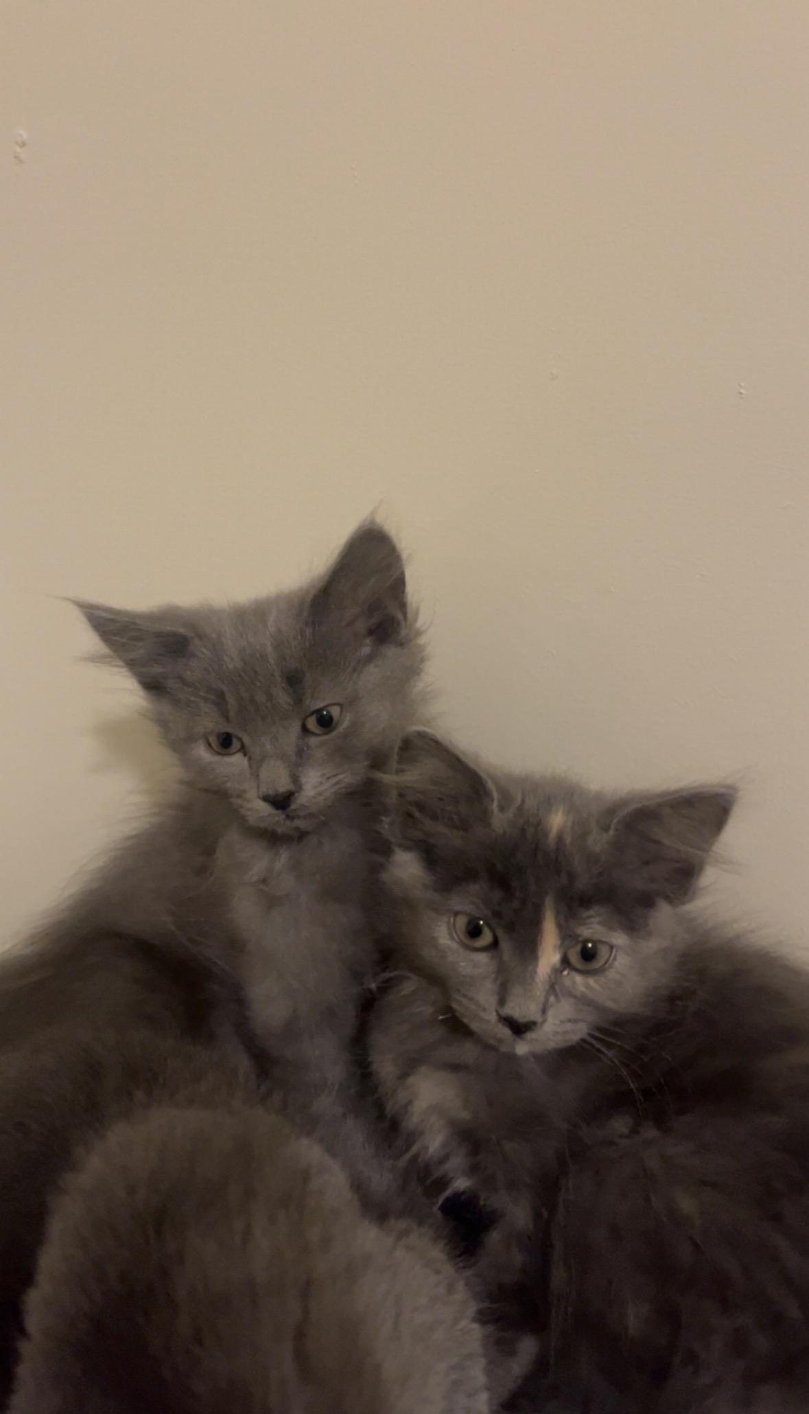 Lavender, a Adoptable Domestic Medium Hair in Cornwall, ON image 3/5