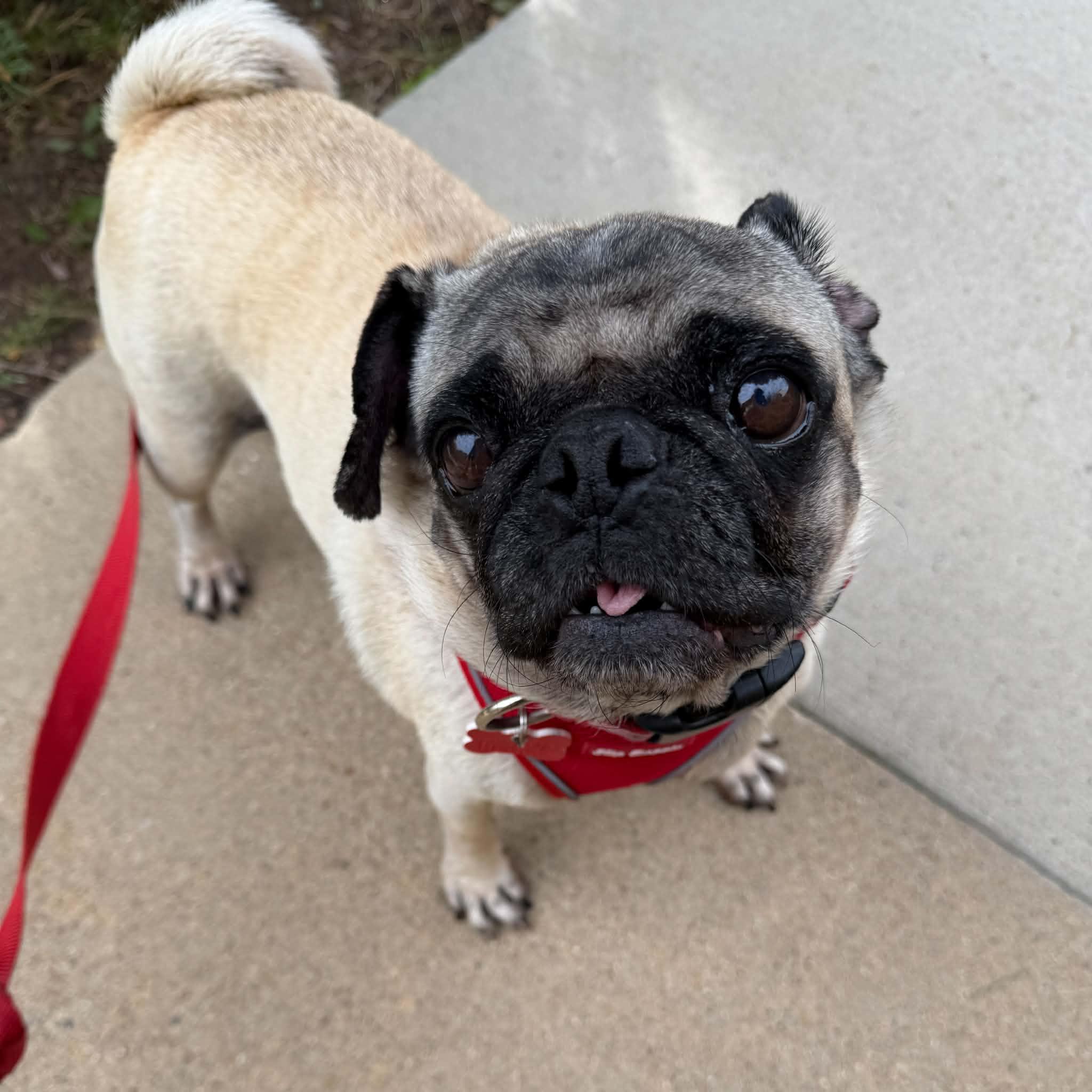 Enlarge Biscuit, a Adoptable Pug in Boulder, CO image 3/6
