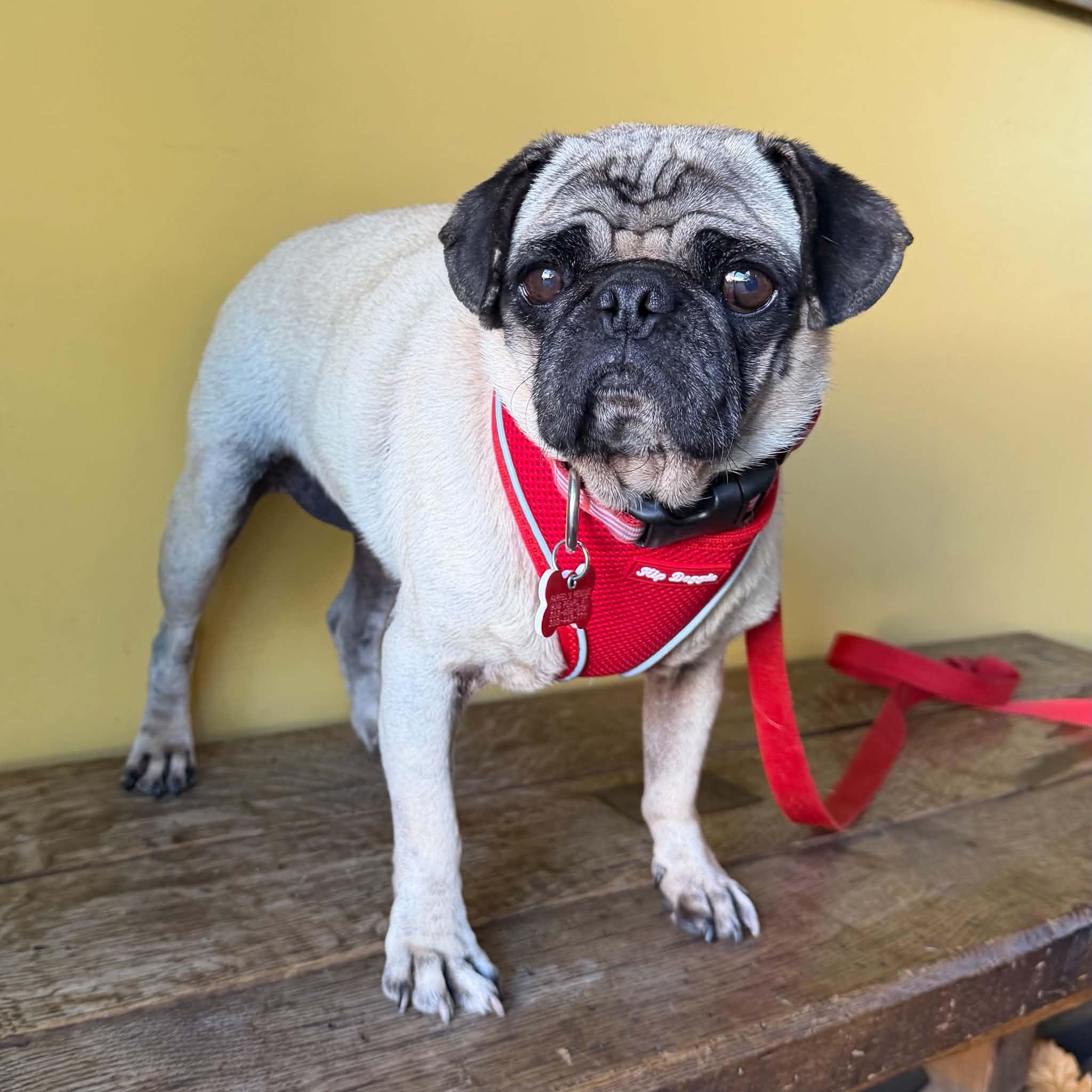 Enlarge Biscuit, a Adoptable Pug in Boulder, CO image 5/6