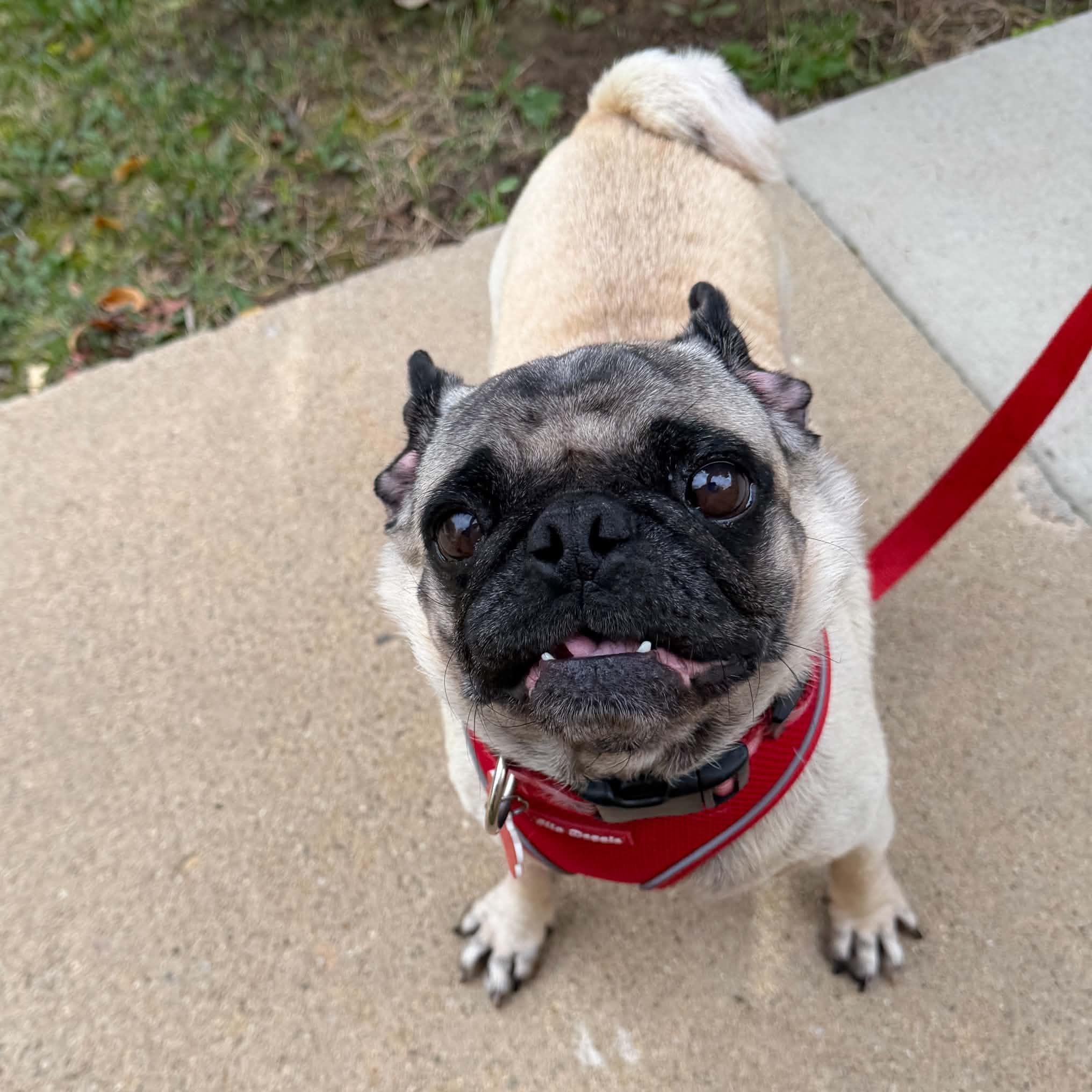 Enlarge Biscuit, a Adoptable Pug in Boulder, CO image 6/6