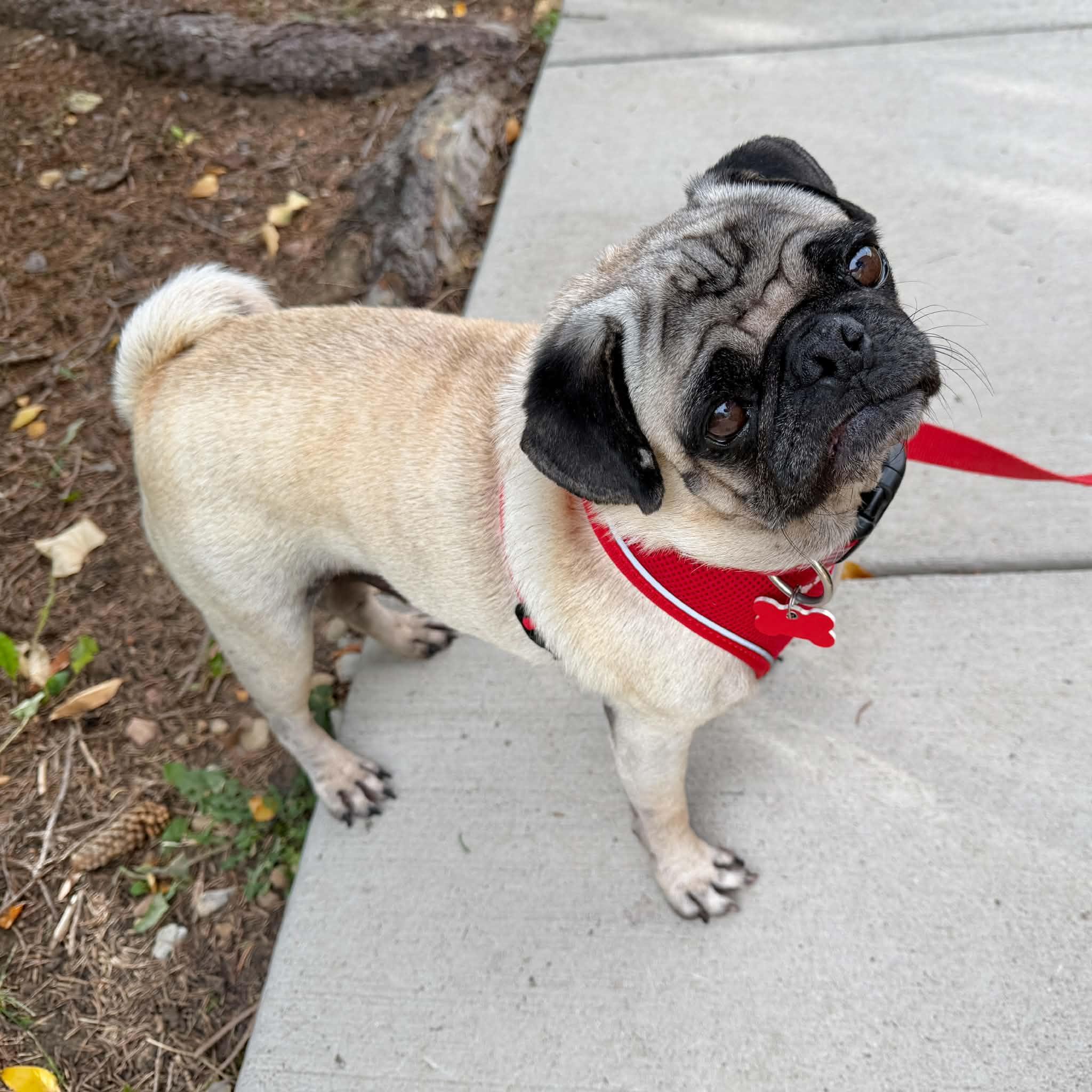 Enlarge Biscuit, a Adoptable Pug in Boulder, CO image 1/6