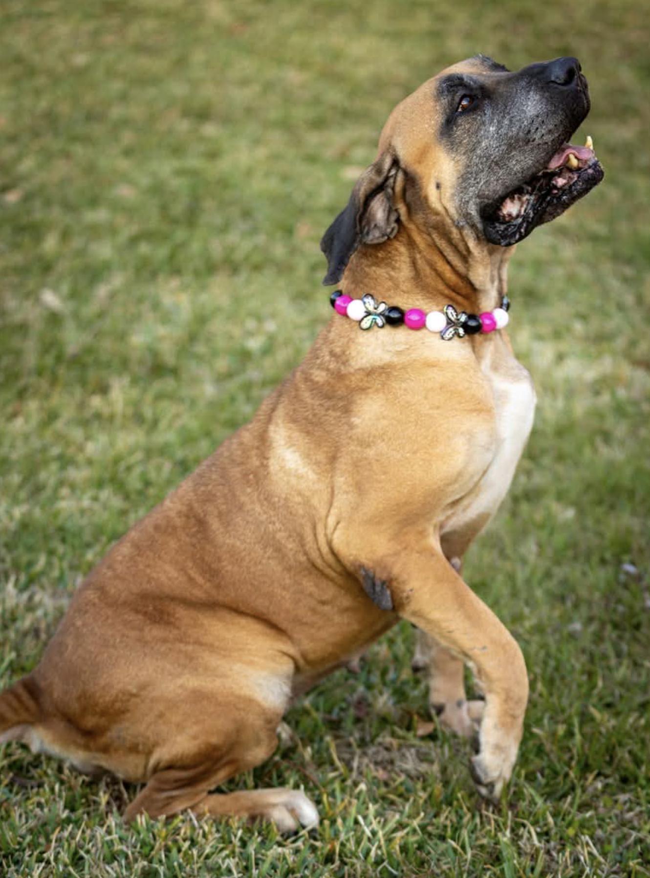 Mishka — thumbnail 3