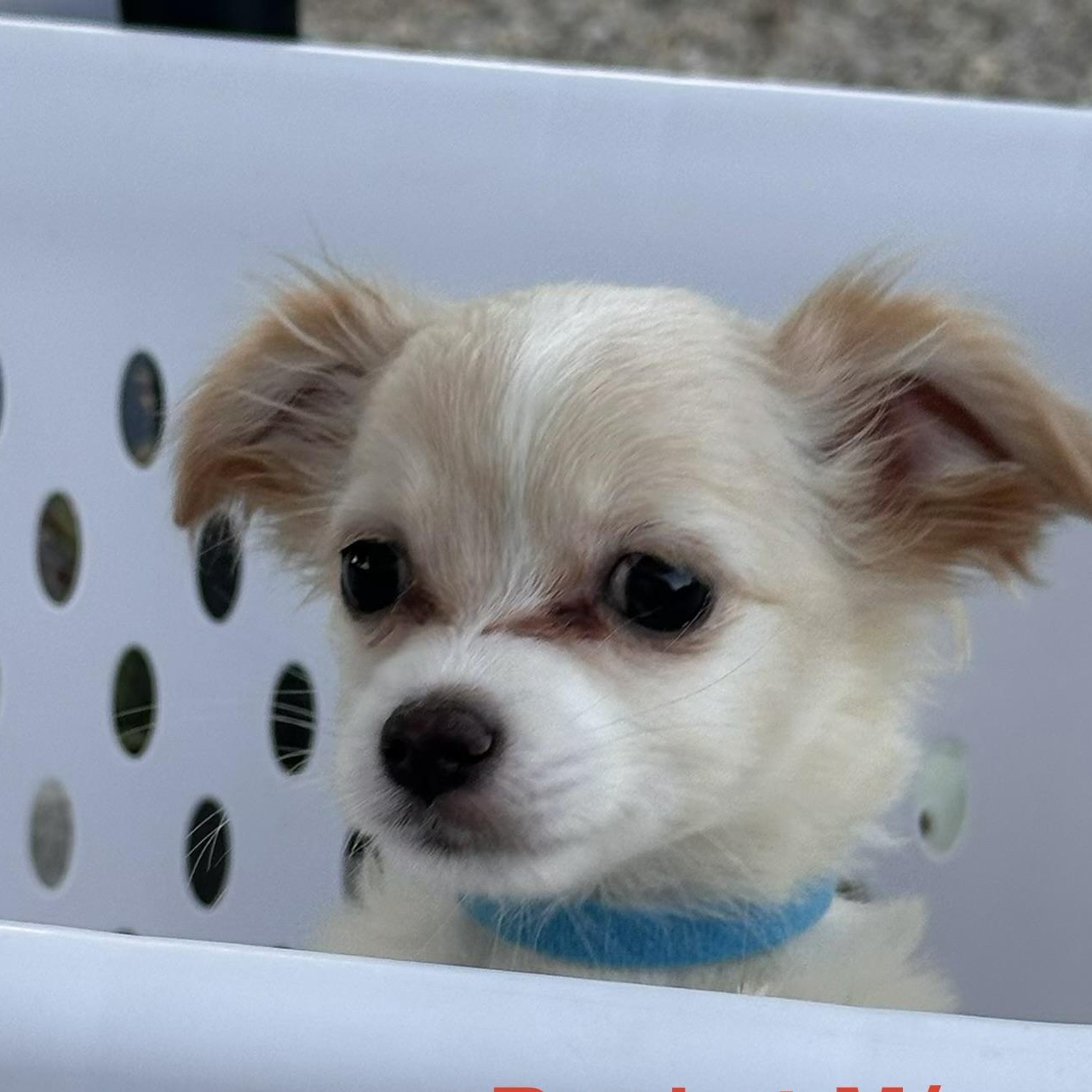 Enlarge Rocket, a ADOPTABLE mixed breed in Topanga, CA image 1/1