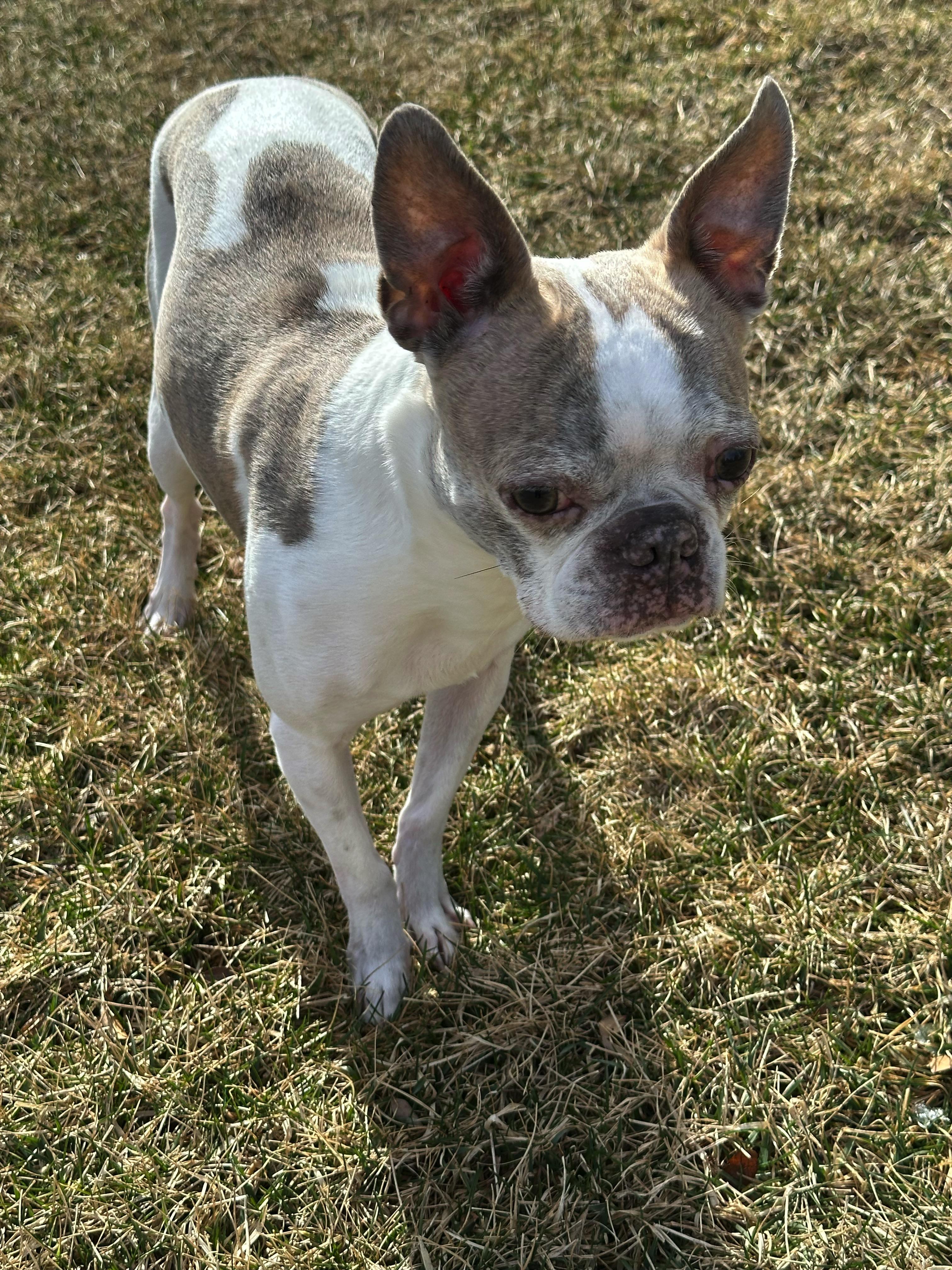 Enlarge Lemmy in NE, a ADOPTABLE Boston Terrier in Elkhorn, NE image 2/6
