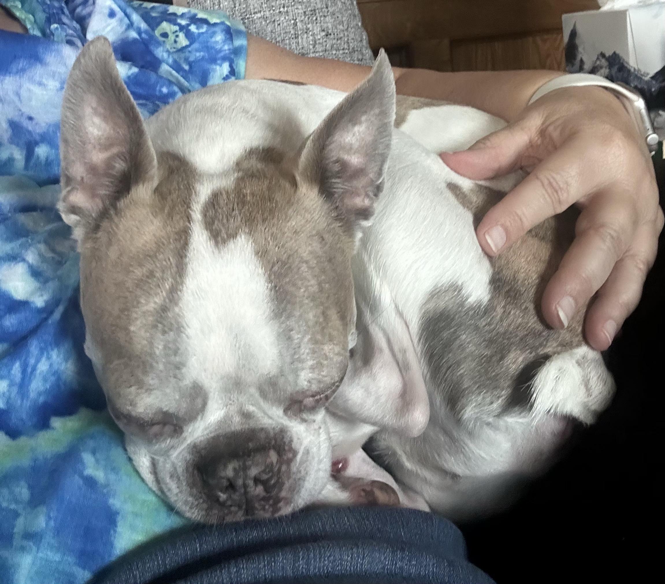 Enlarge Lemmy in NE, a ADOPTABLE Boston Terrier in Elkhorn, NE image 3/6