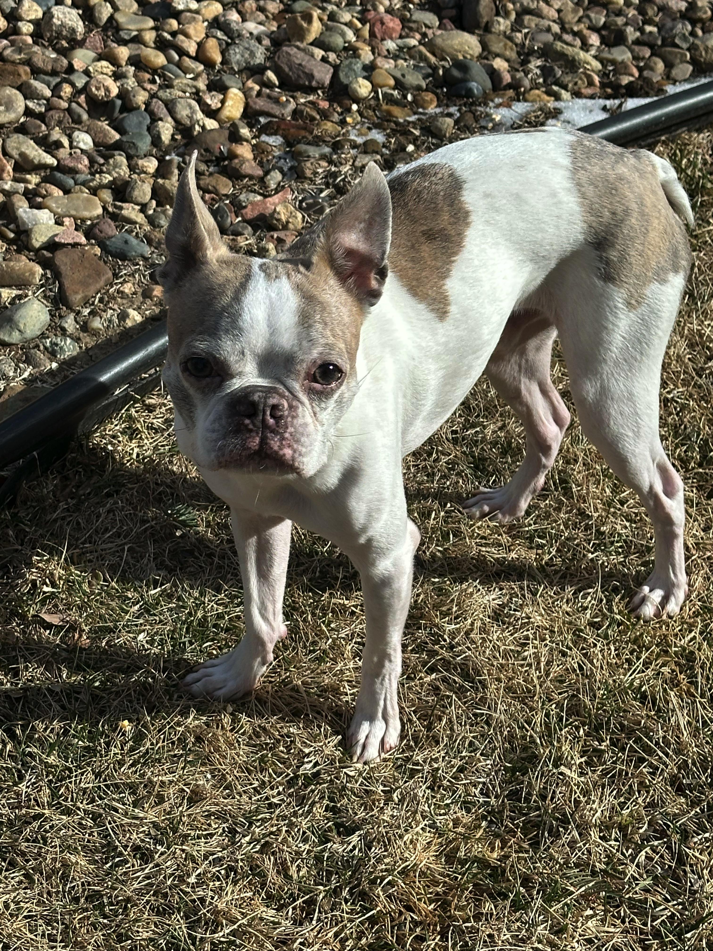 Enlarge Lemmy in NE, a ADOPTABLE Boston Terrier in Elkhorn, NE image 4/6