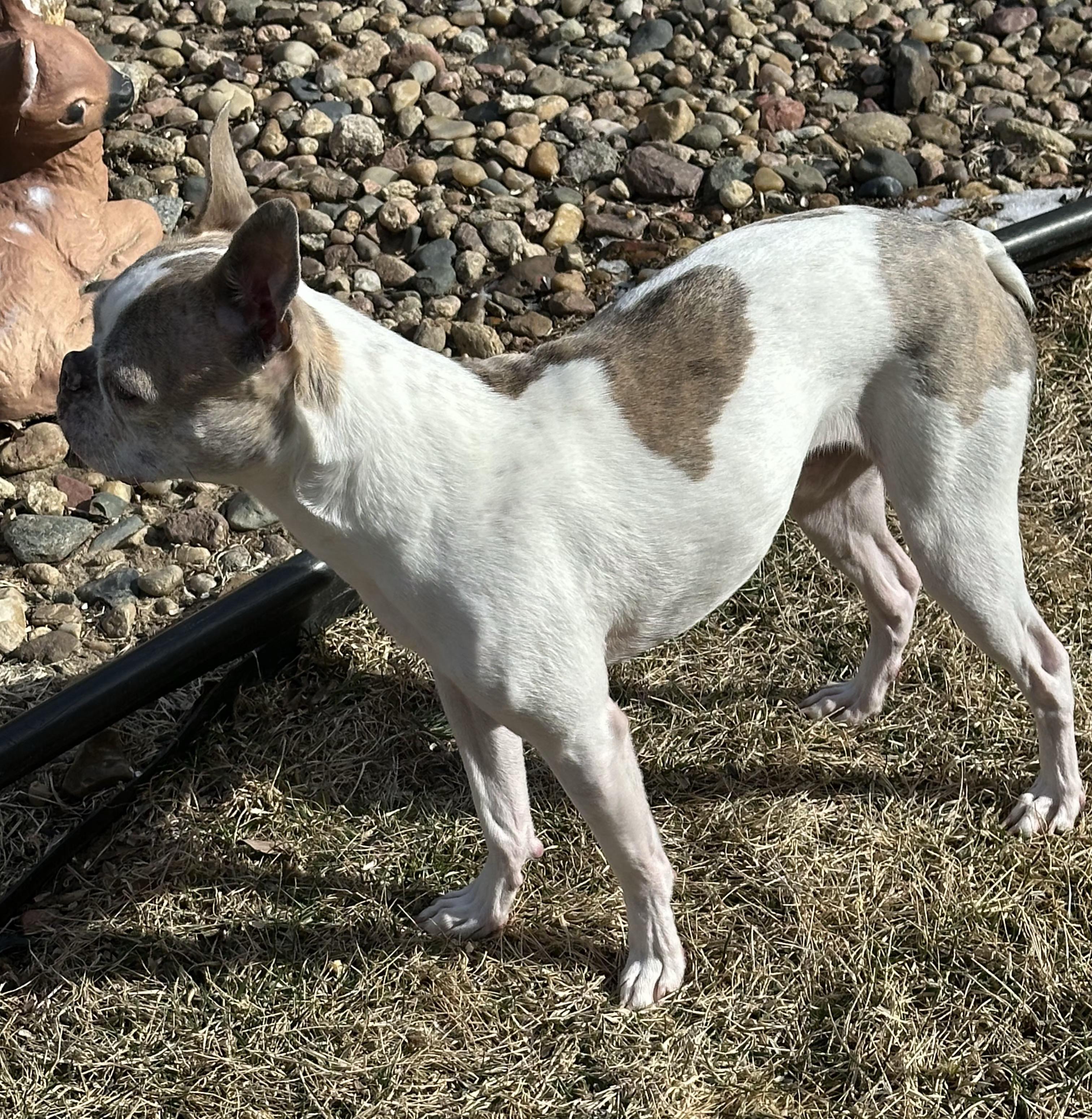 Enlarge Lemmy in NE, a ADOPTABLE Boston Terrier in Elkhorn, NE image 5/6