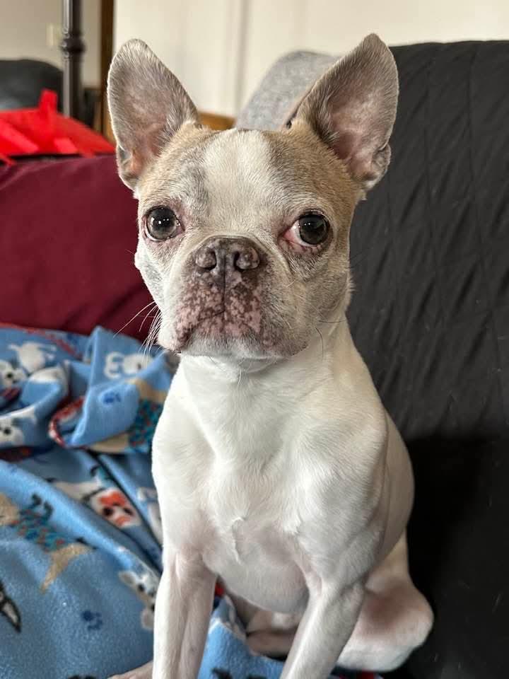 Enlarge Lemmy in NE, a ADOPTABLE Boston Terrier in Elkhorn, NE image 6/6