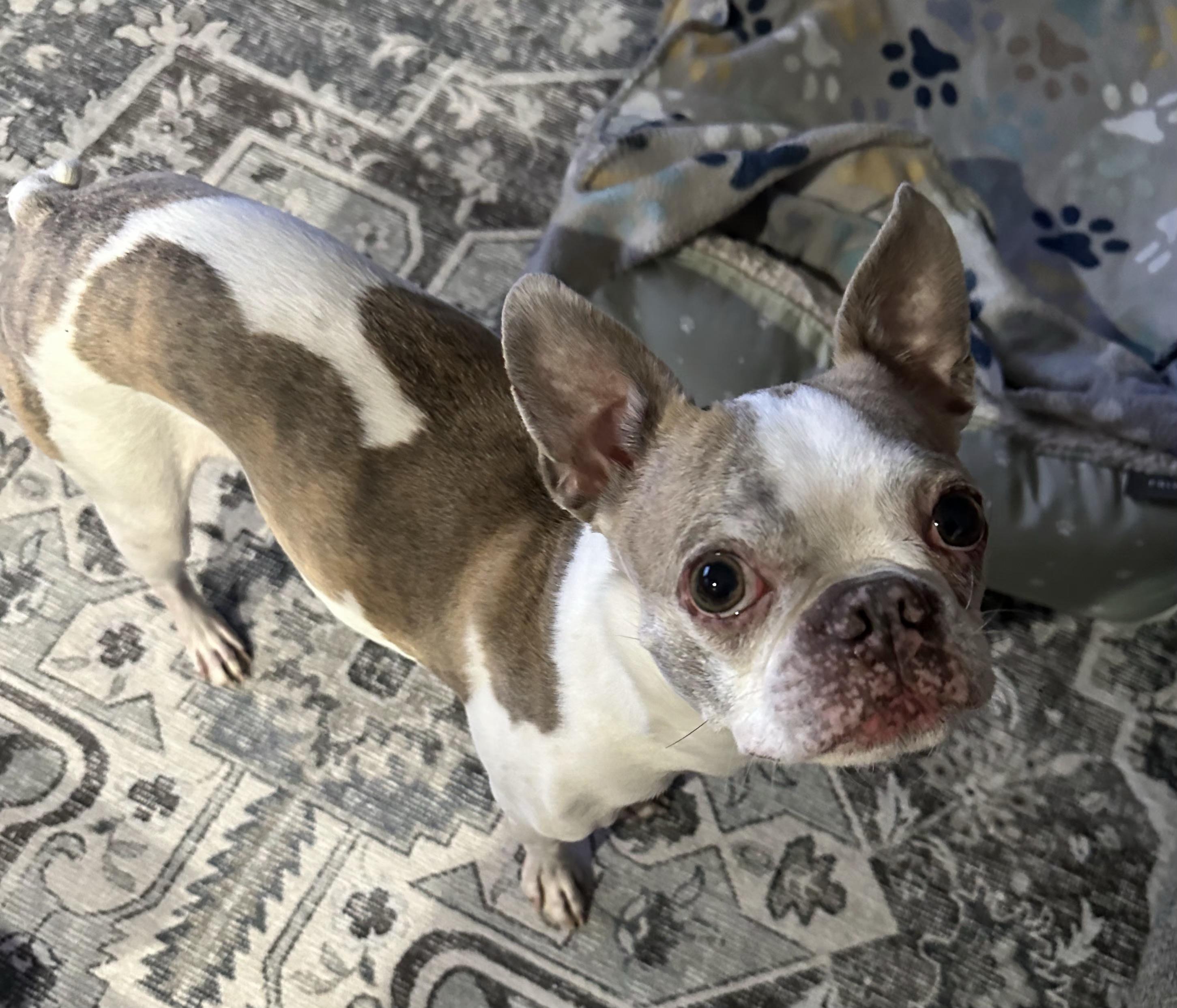 Enlarge Lemmy in NE, a ADOPTABLE Boston Terrier in Elkhorn, NE image 1/6