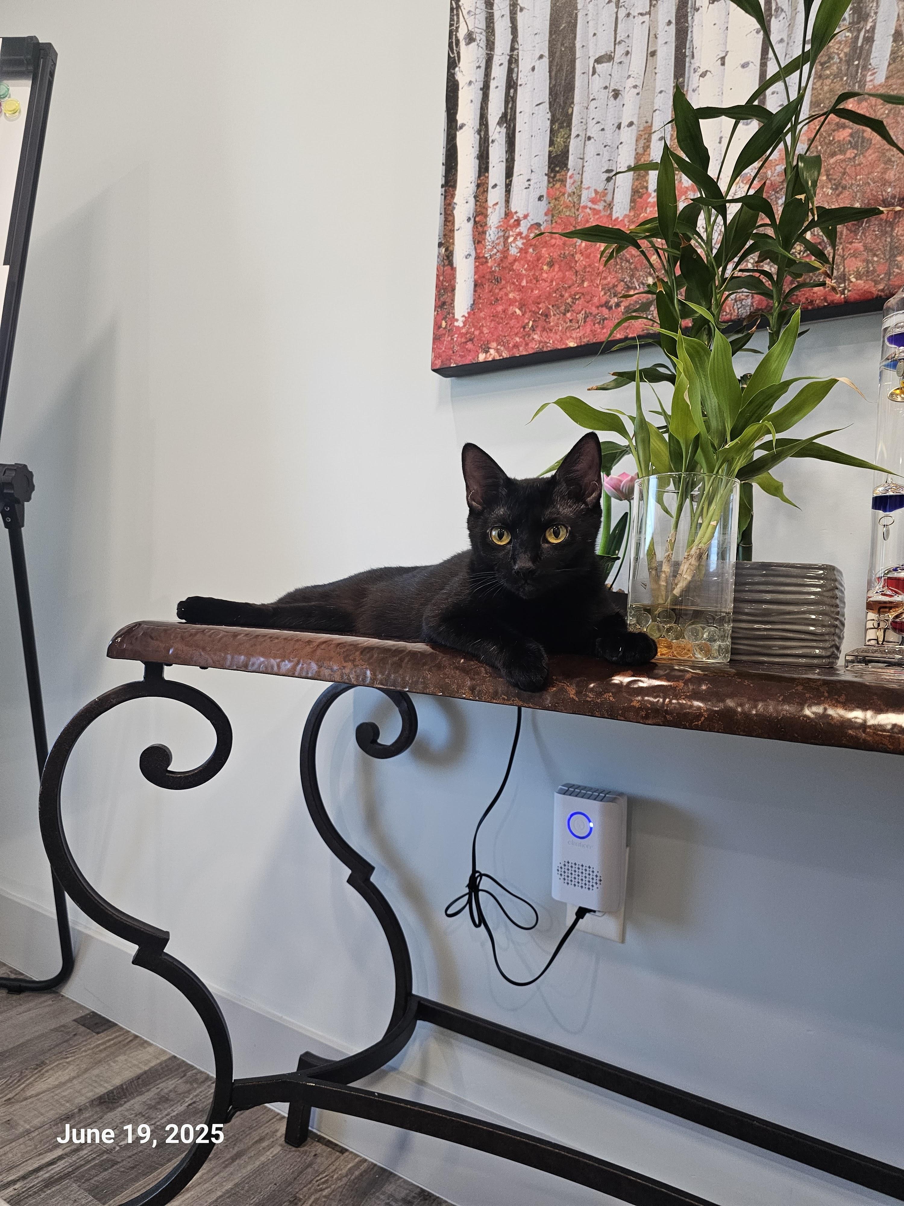 Terrah — thumbnail 3